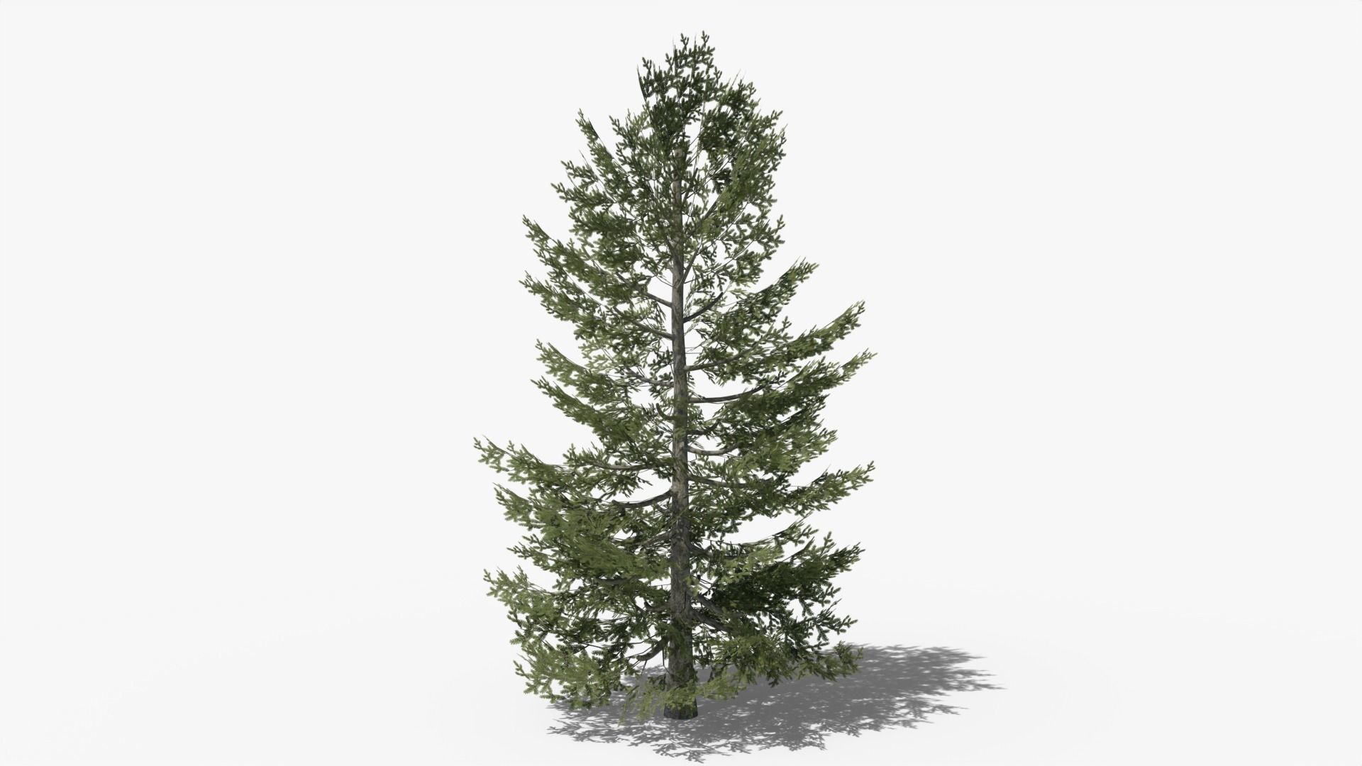 Pine Collection _20