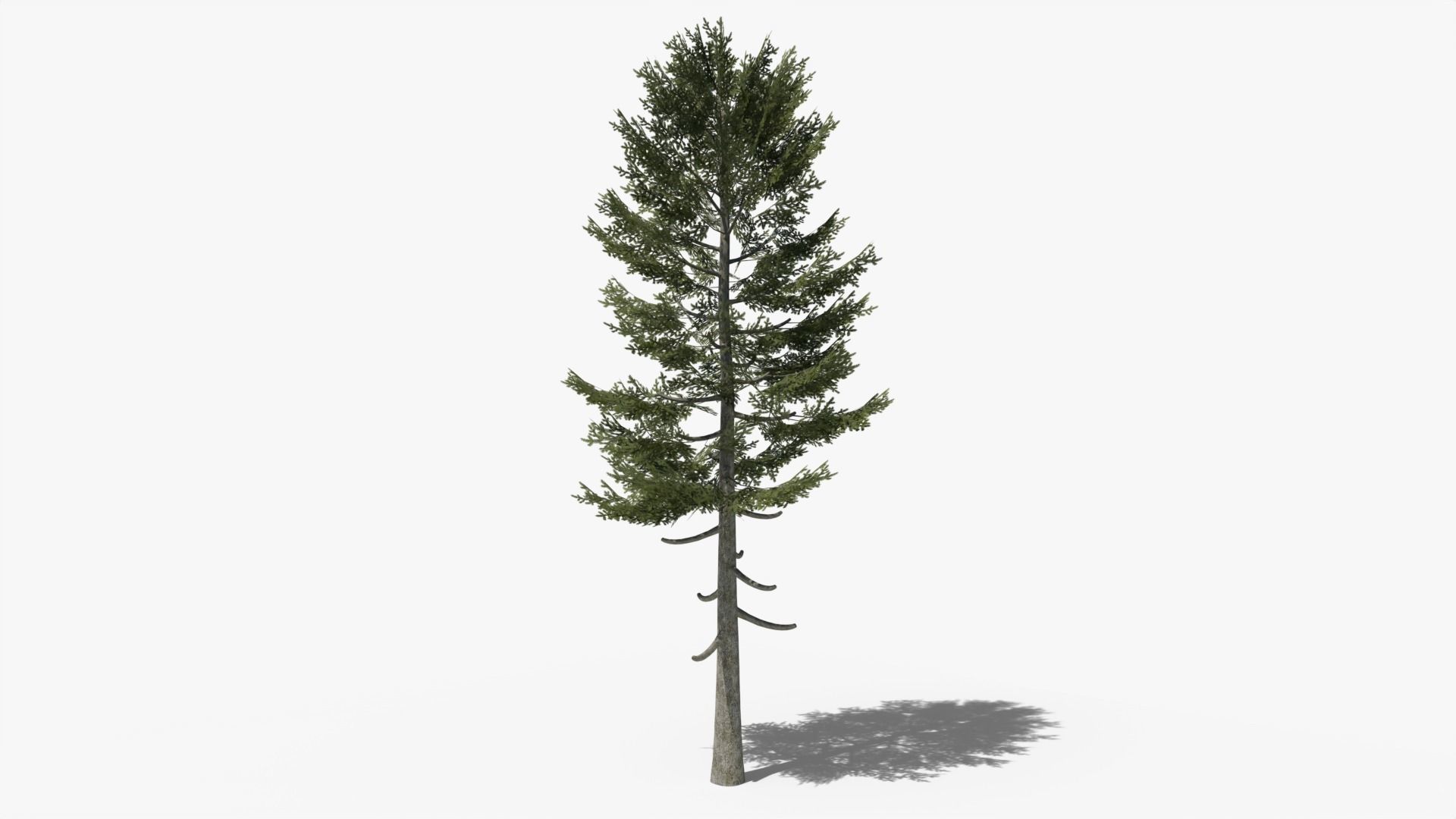 Pine Collection _6