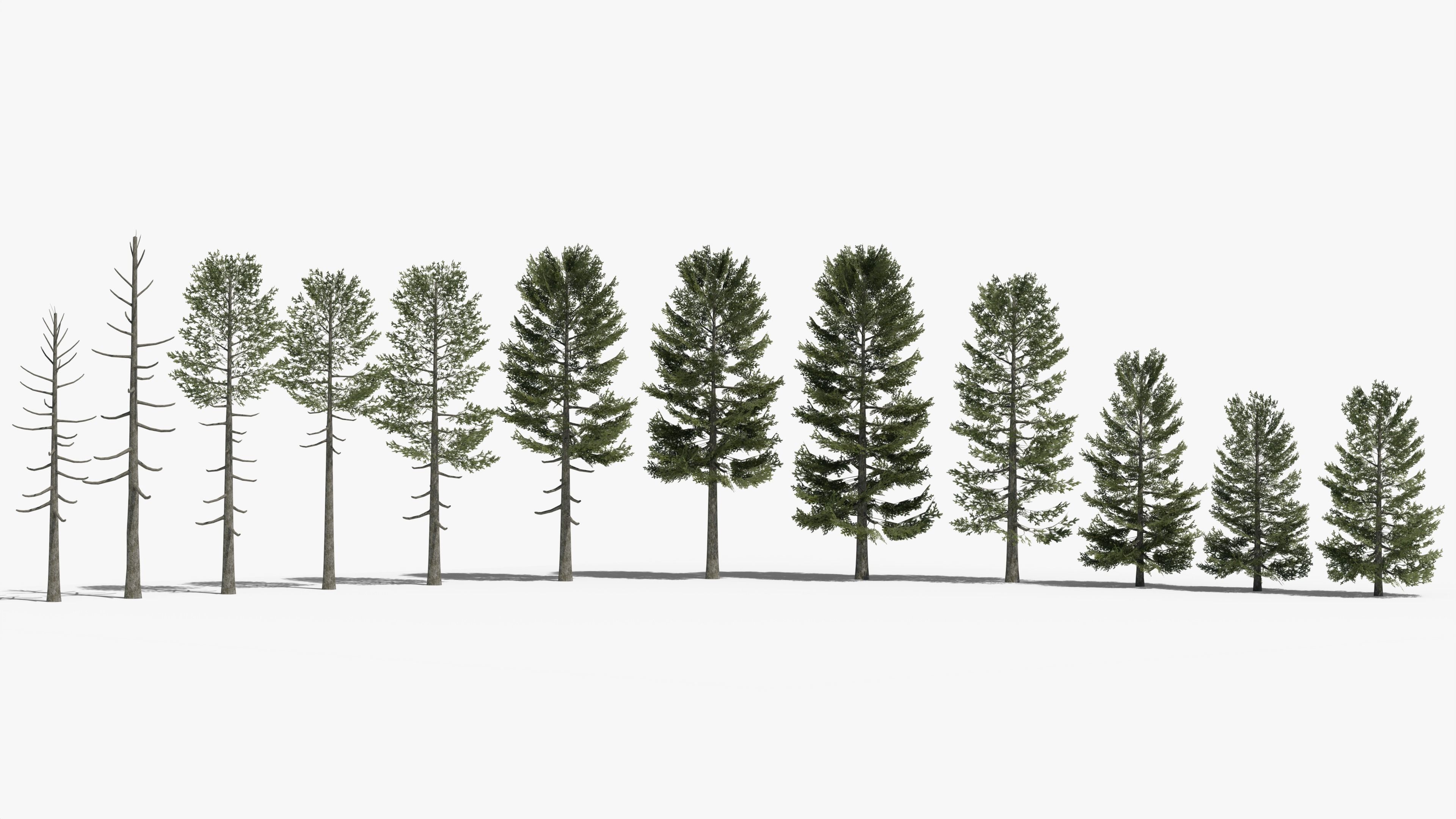 Pine Collection _1