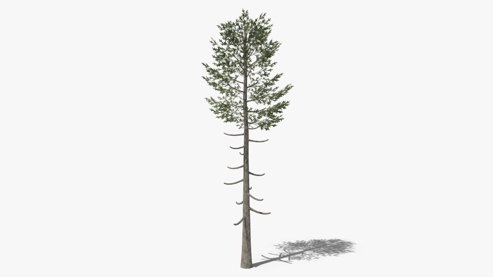 Pine Collection _12