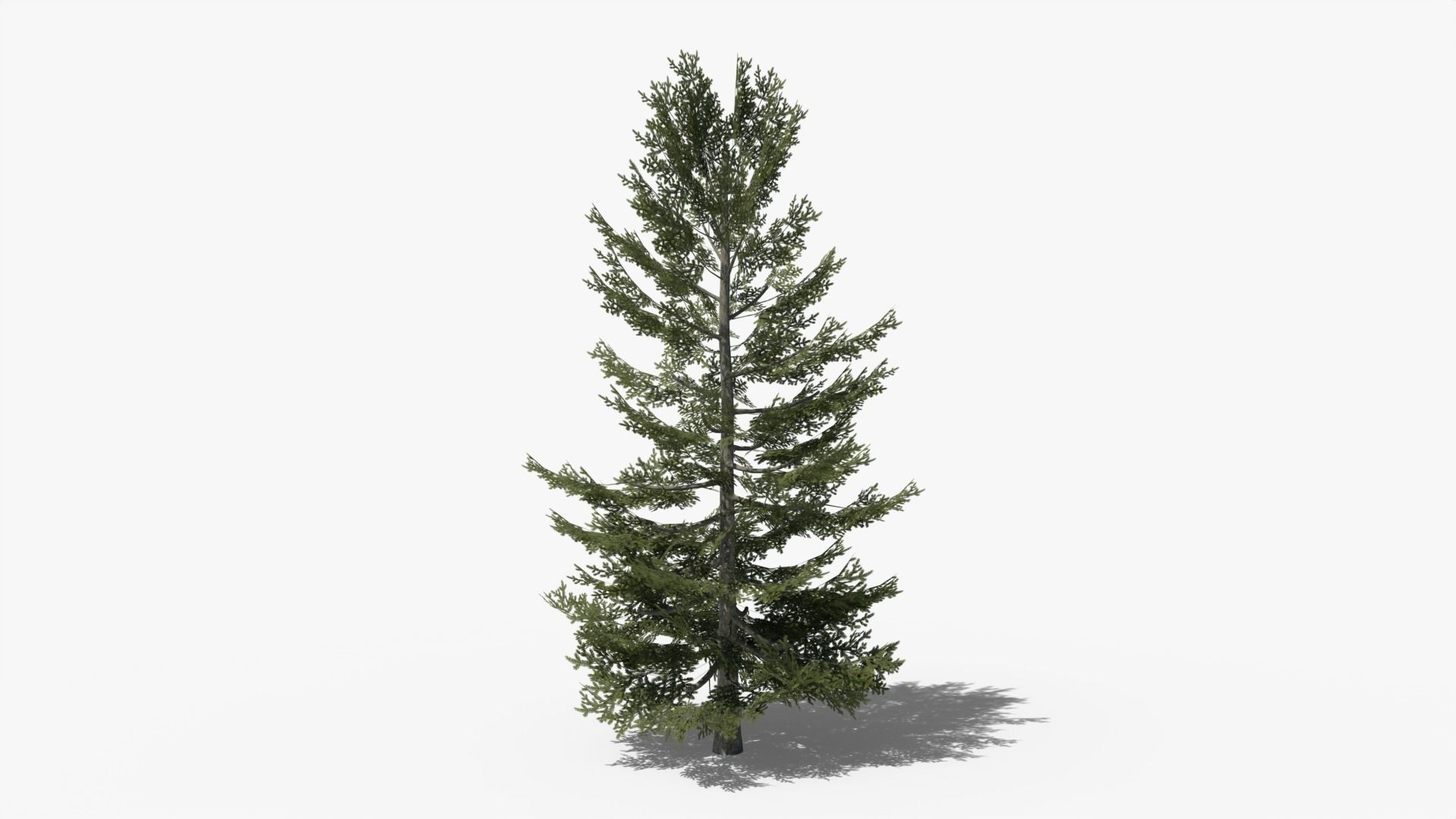Pine Collection _16