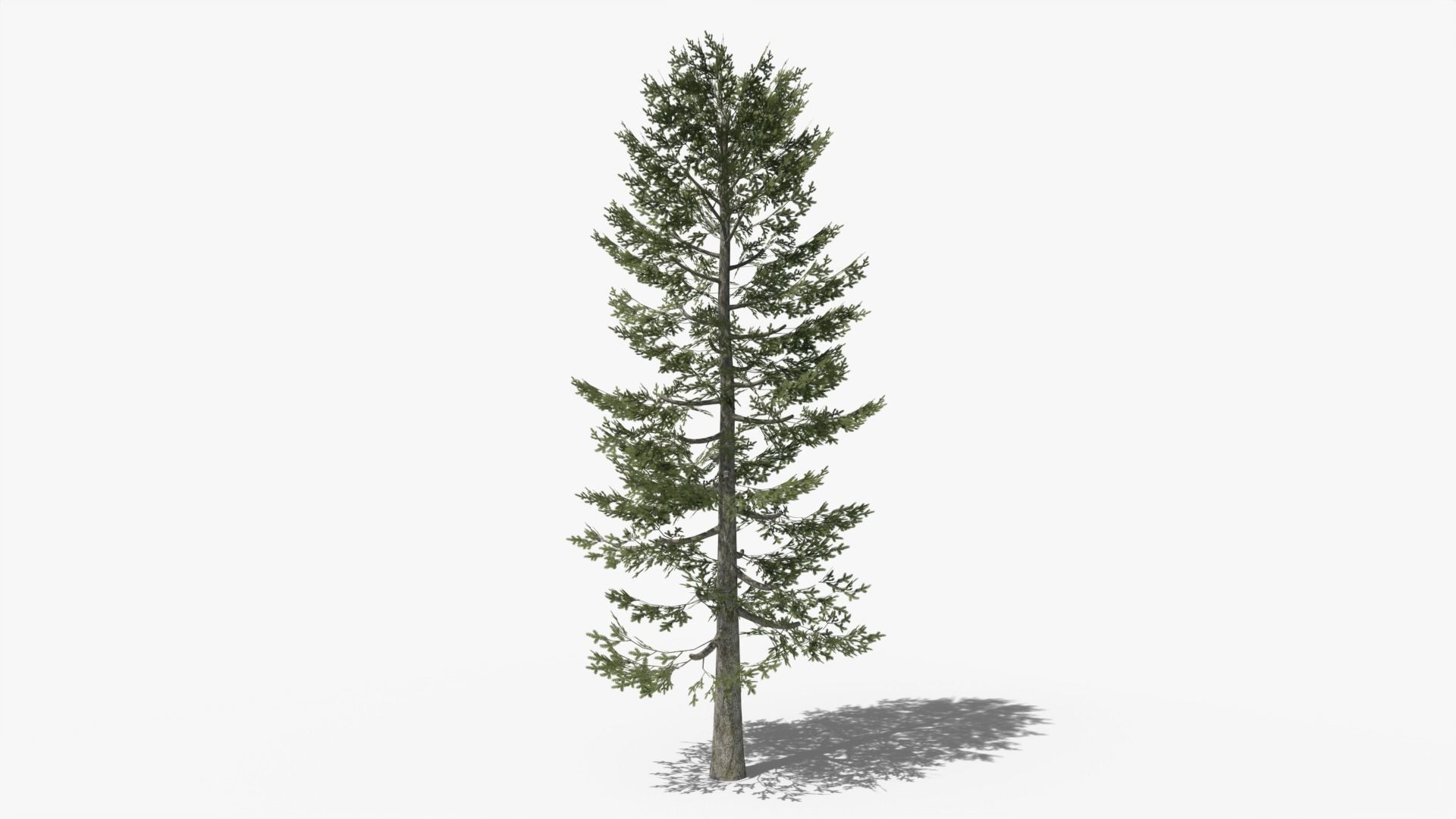 Pine Collection _8