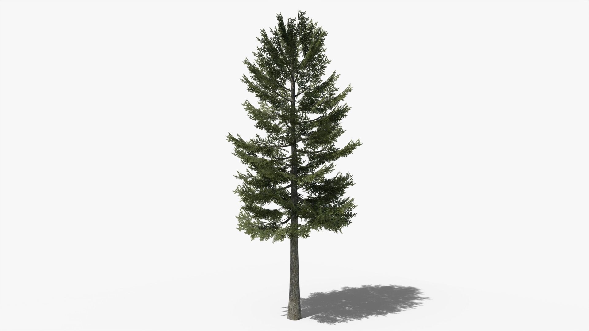 Pine Collection _2