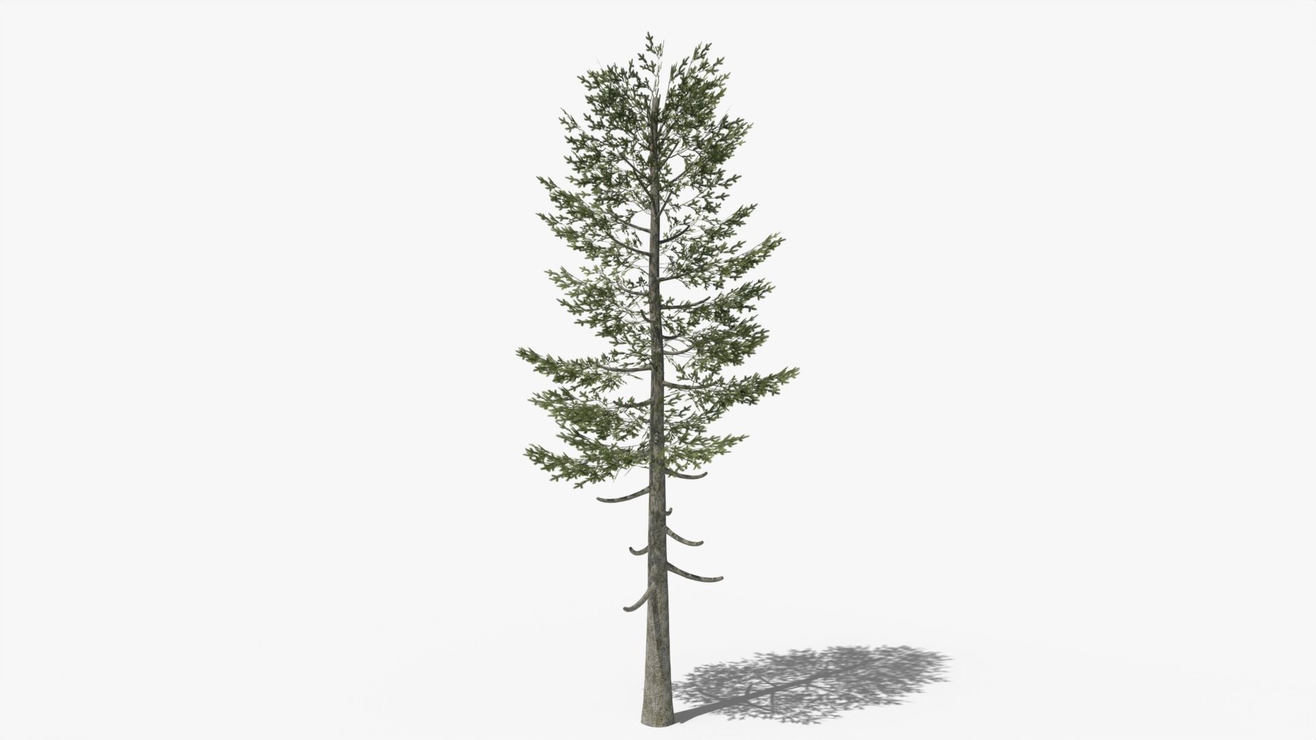 Pine Collection _10