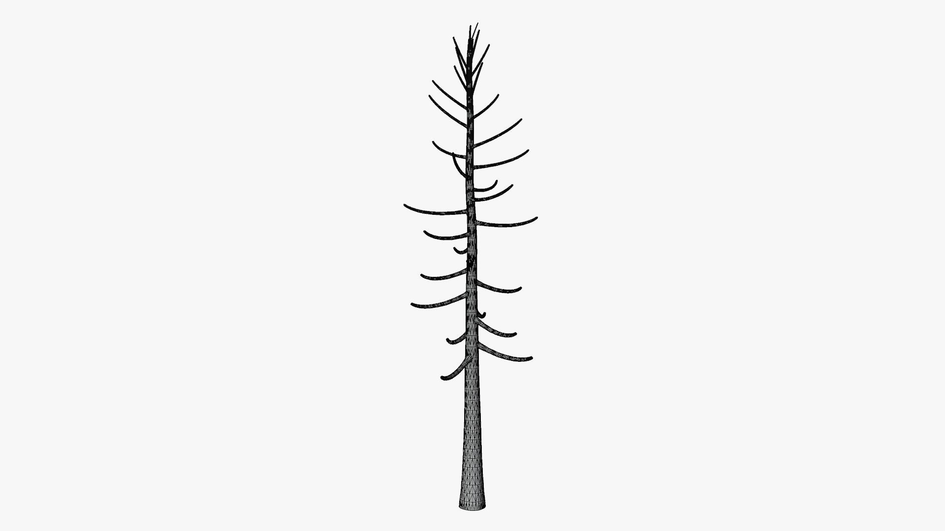 Pine Collection _25