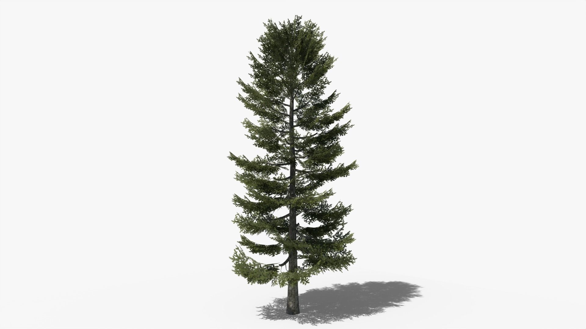 Pine Collection _4