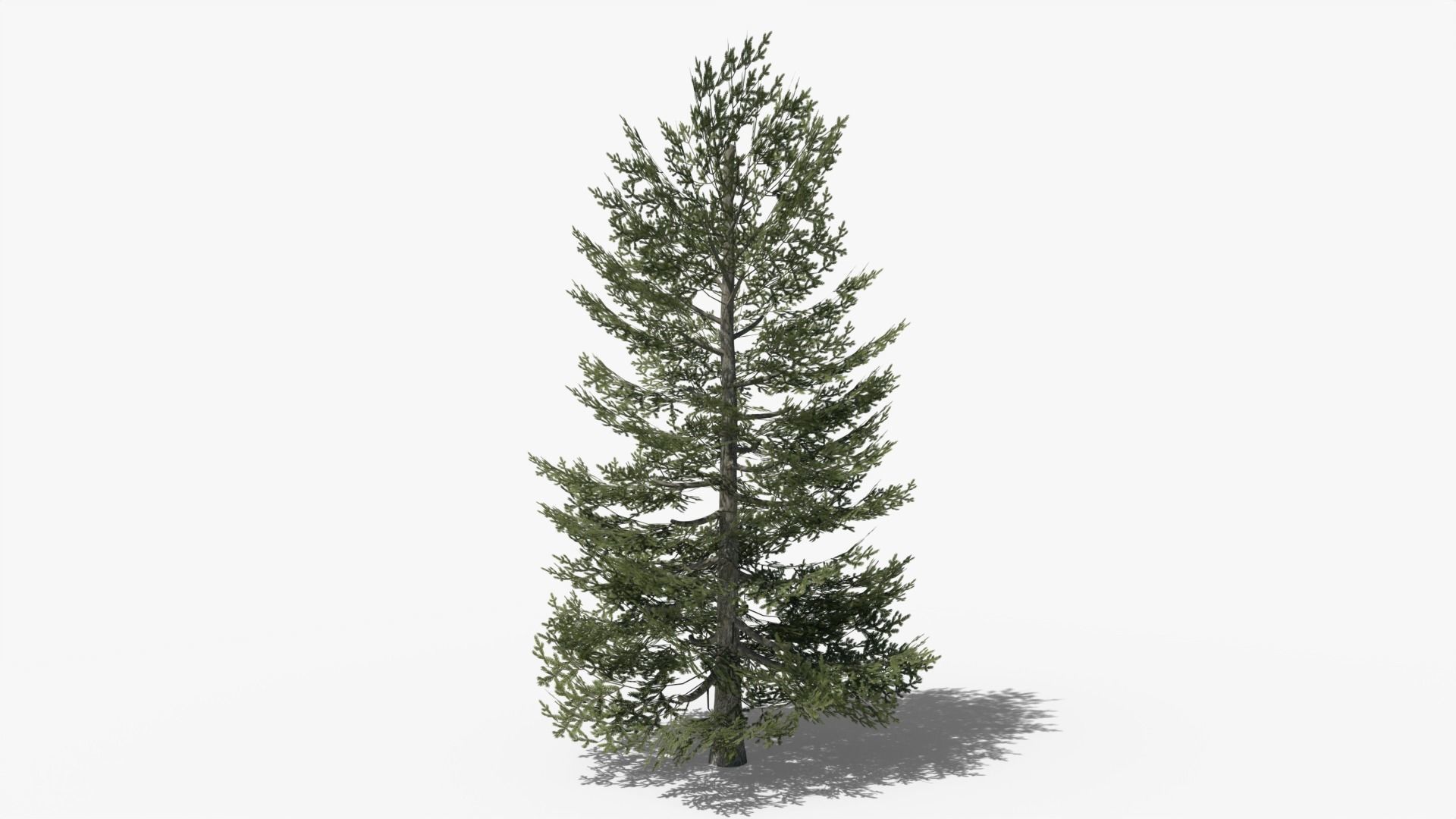 Pine Collection _18