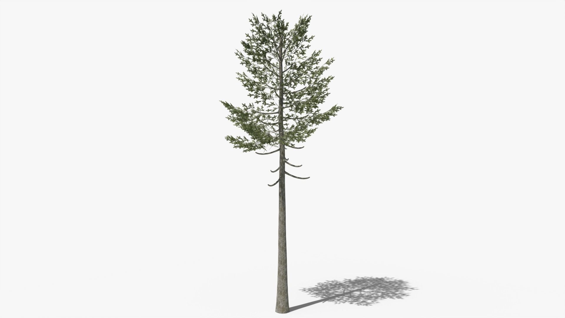 Pine Collection _14