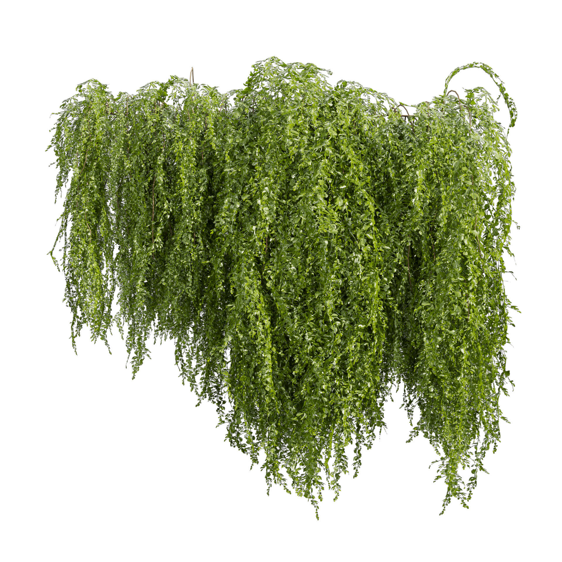 Collection plant vol 541 - bush - Outdoor - ivy 3D model_3