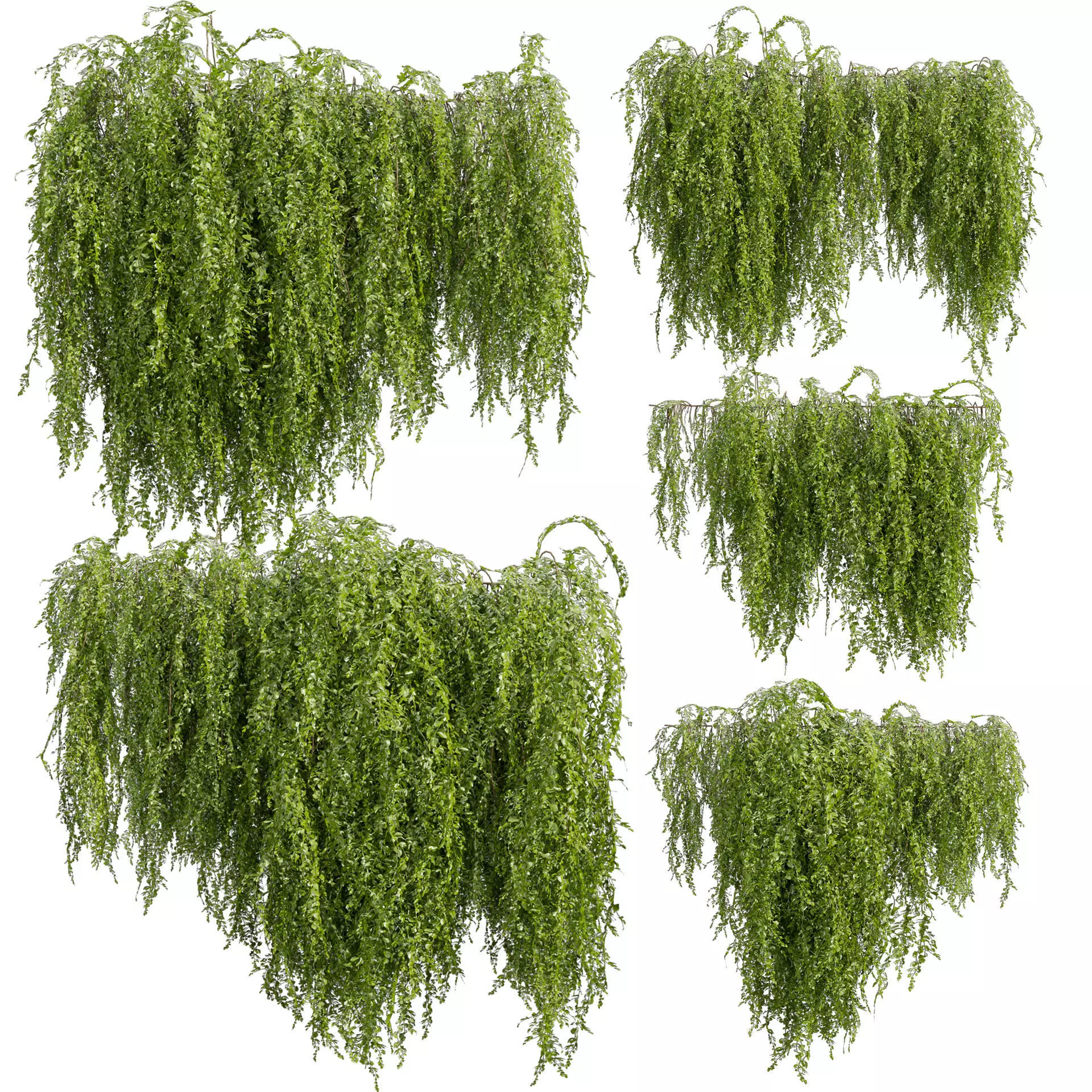 Collection plant vol 541 - bush - Outdoor - ivy 3D model_0