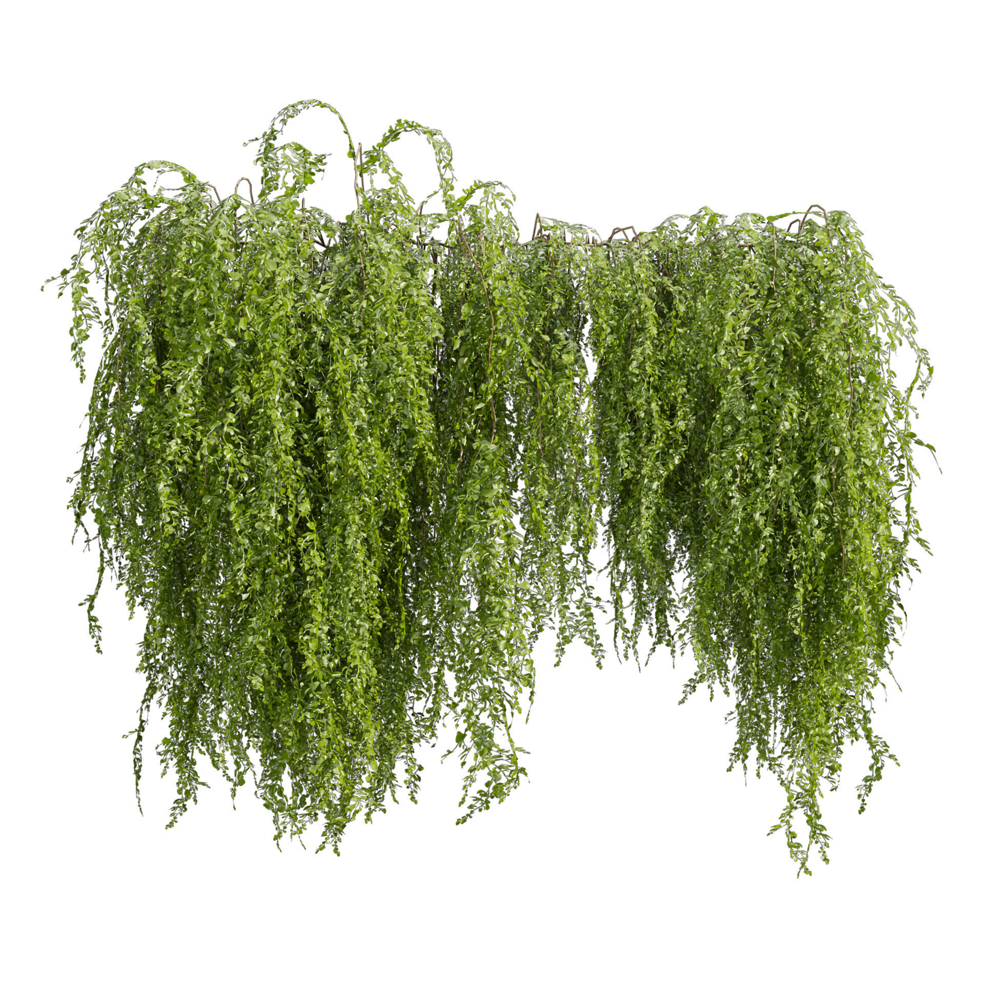 Collection plant vol 541 - bush - Outdoor - ivy 3D model_5