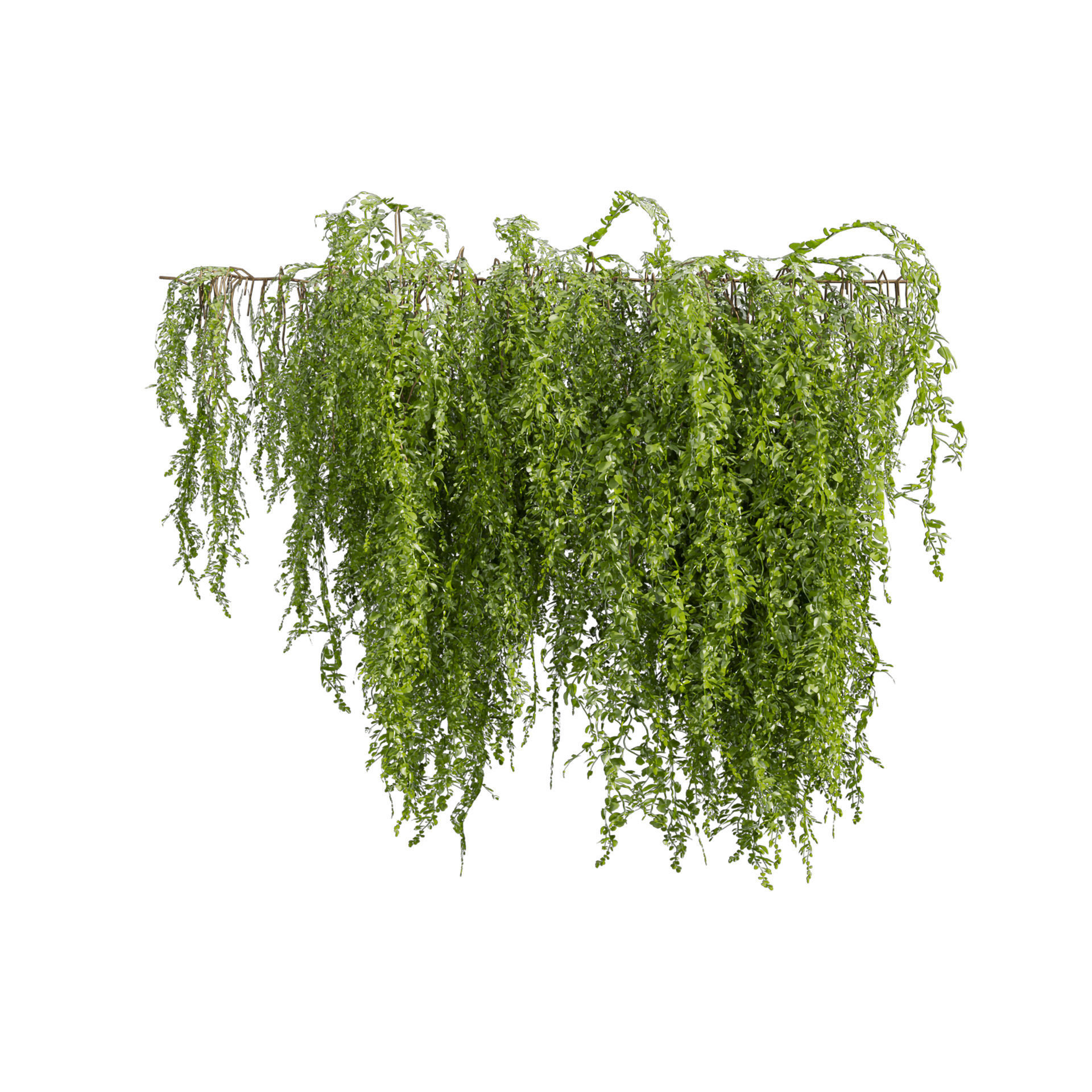 Collection plant vol 541 - bush - Outdoor - ivy 3D model_1