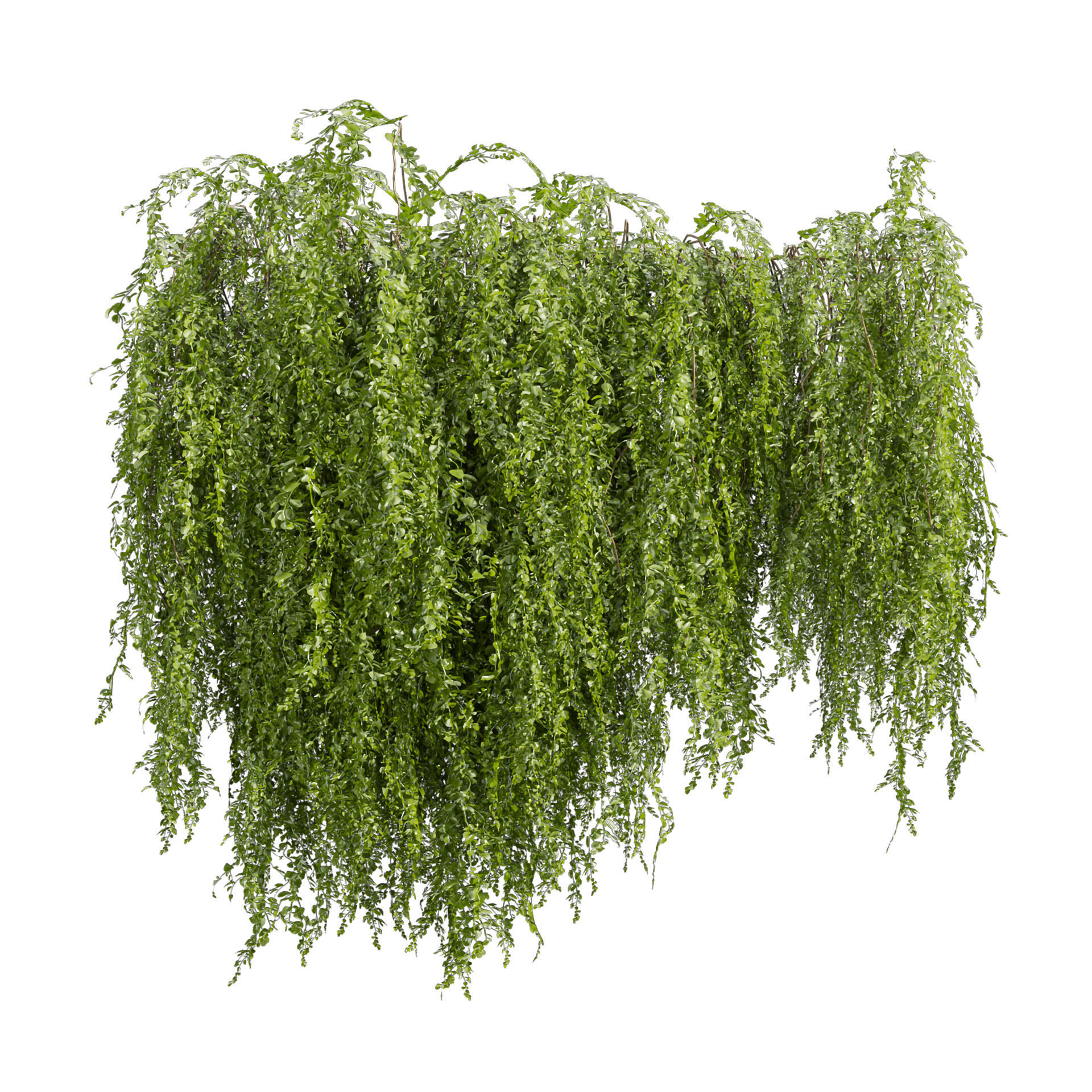 Collection plant vol 541 - bush - Outdoor - ivy 3D model_4