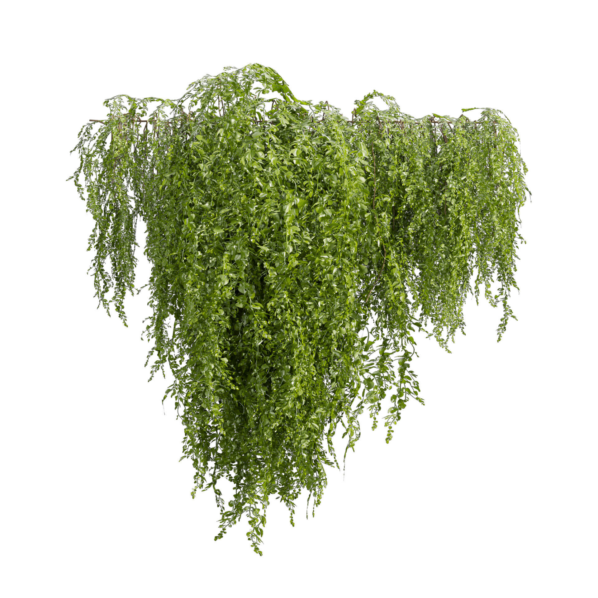 Collection plant vol 541 - bush - Outdoor - ivy 3D model_2