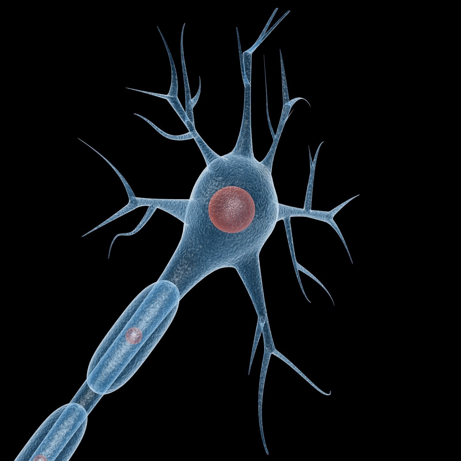 Neuron 3d Model Low-poly 3D model_4