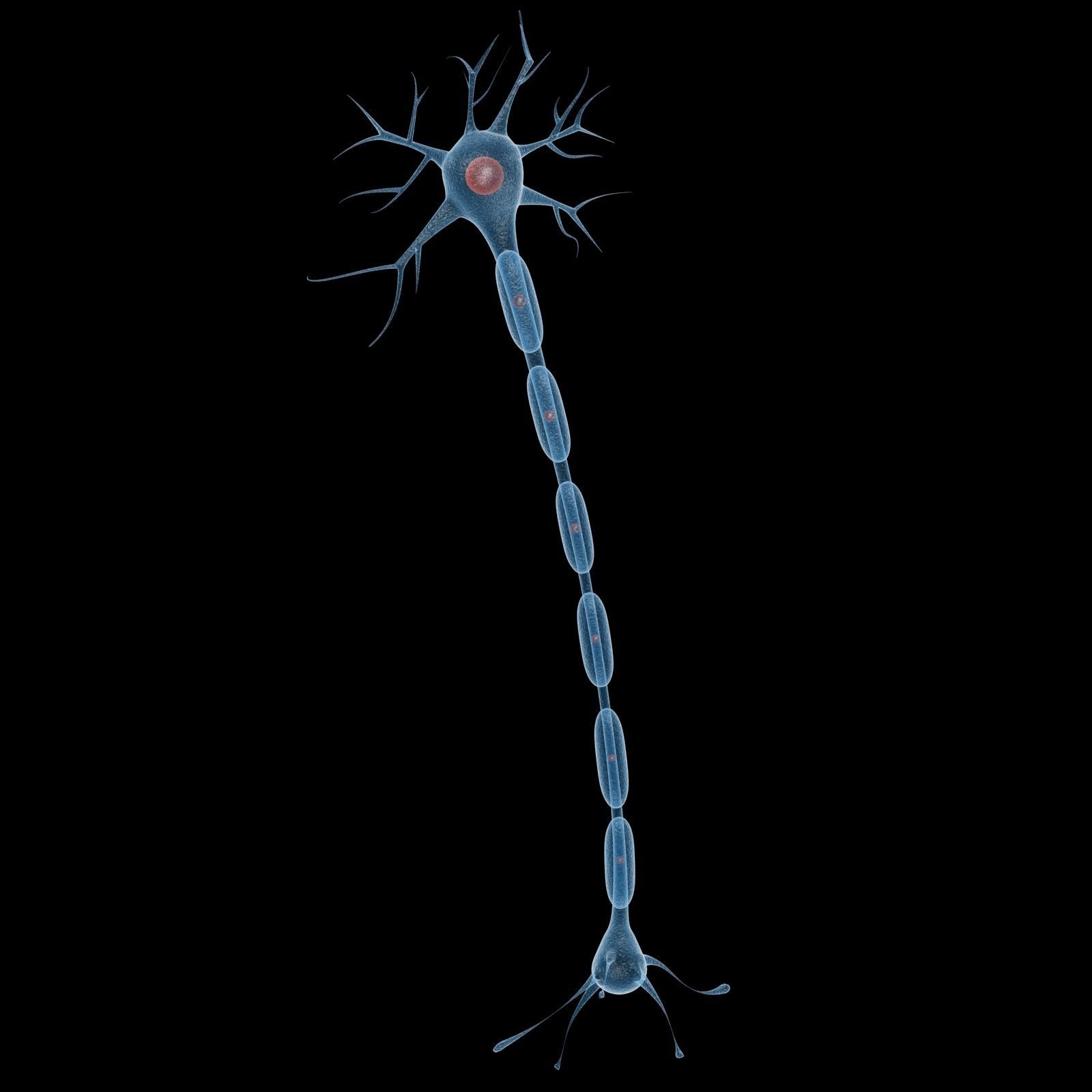 Neuron 3d Model Low-poly 3D model_9