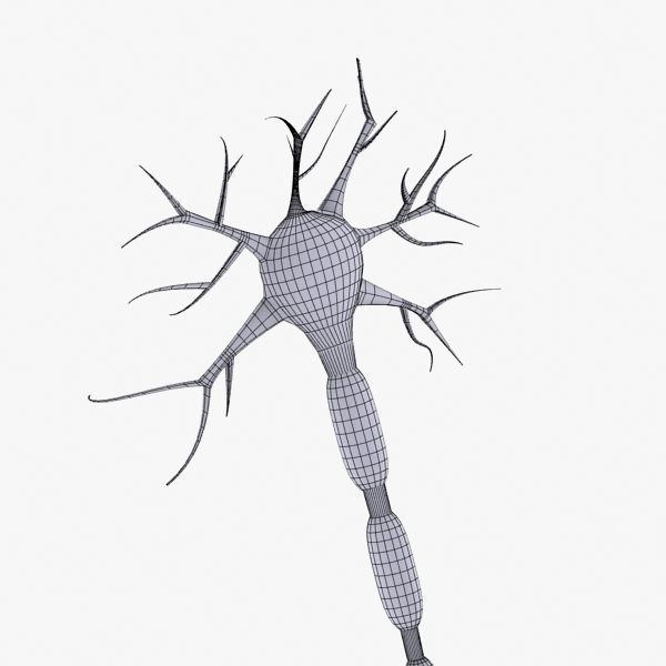 Neuron 3d Model Low-poly 3D model_11