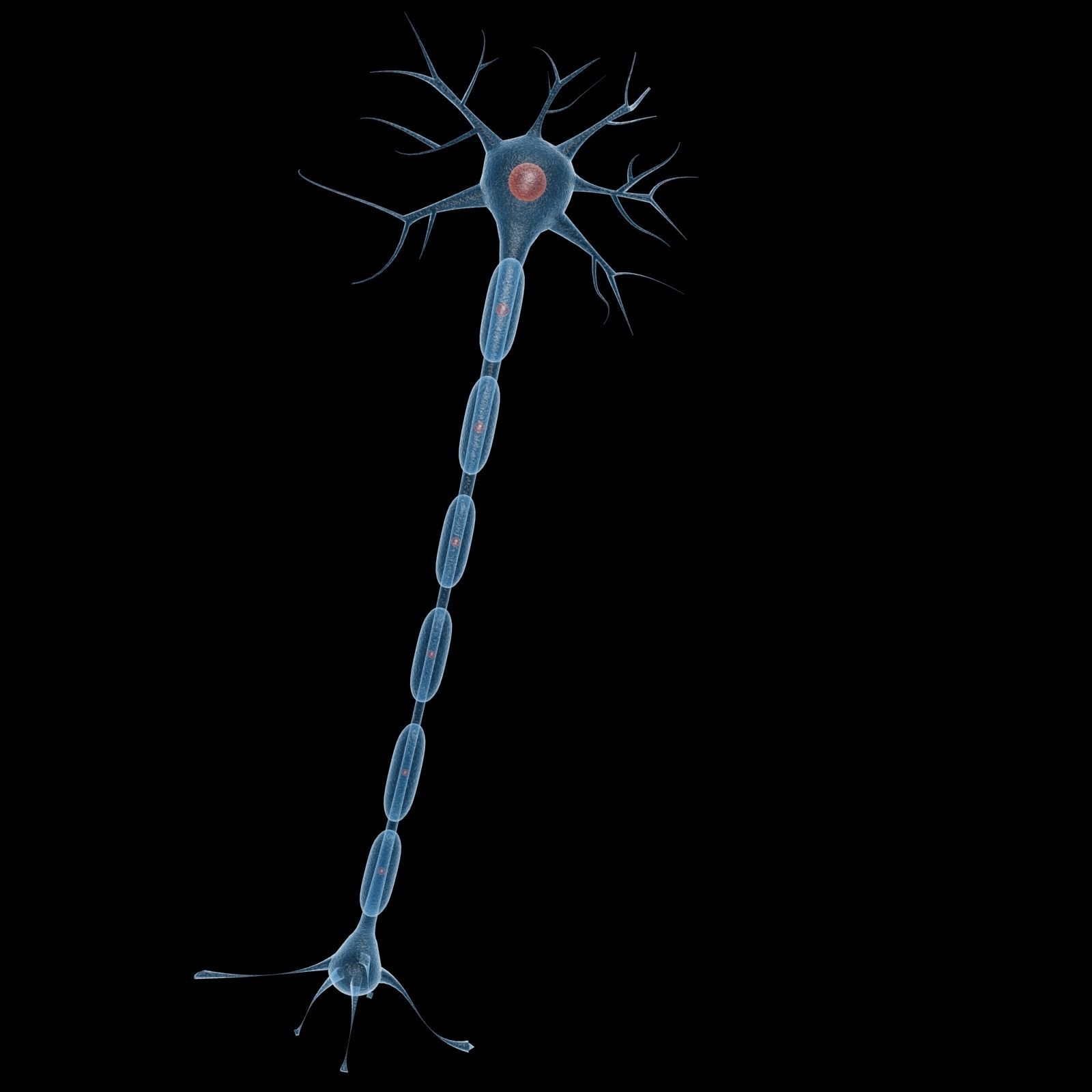 Neuron 3d Model Low-poly 3D model_2