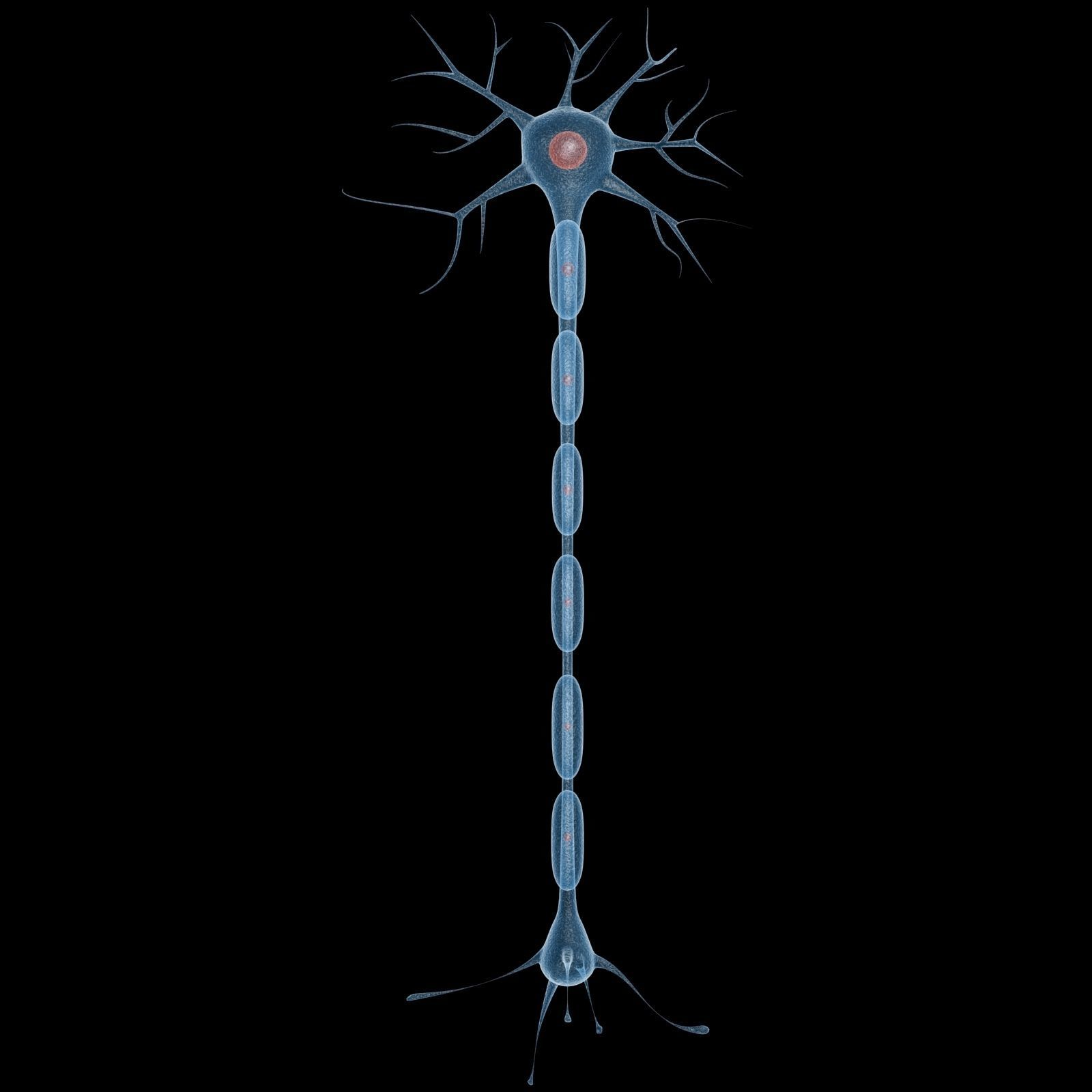 Neuron 3d Model Low-poly 3D model_7
