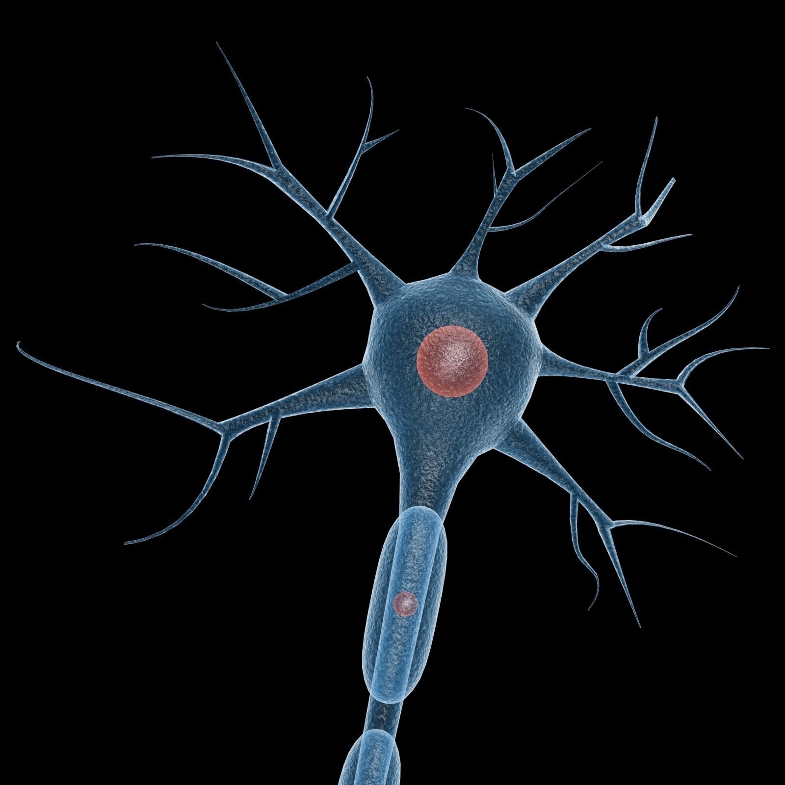 Neuron 3d Model Low-poly 3D model_3