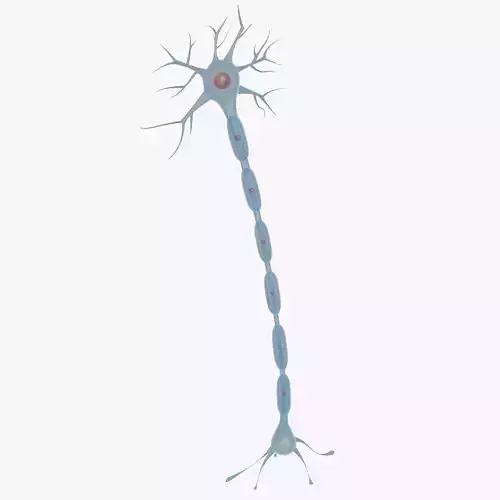 Neuron 3d Model