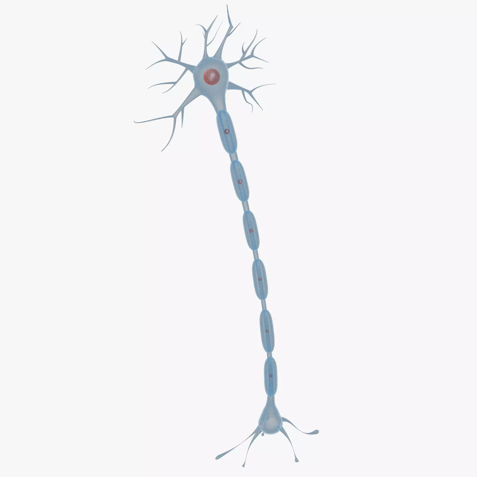 Neuron 3d Model Low-poly 3D model_0