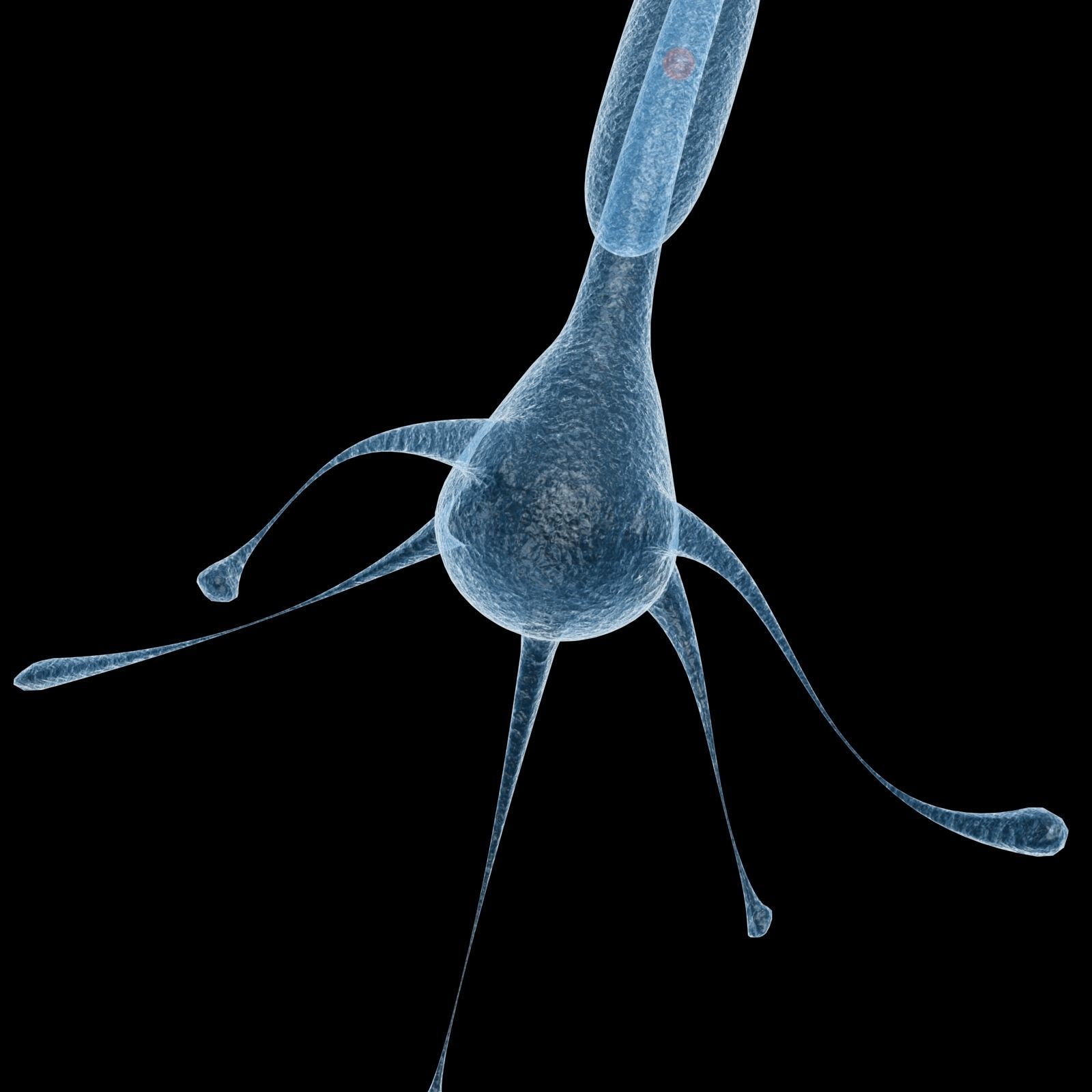 Neuron 3d Model Low-poly 3D model_5