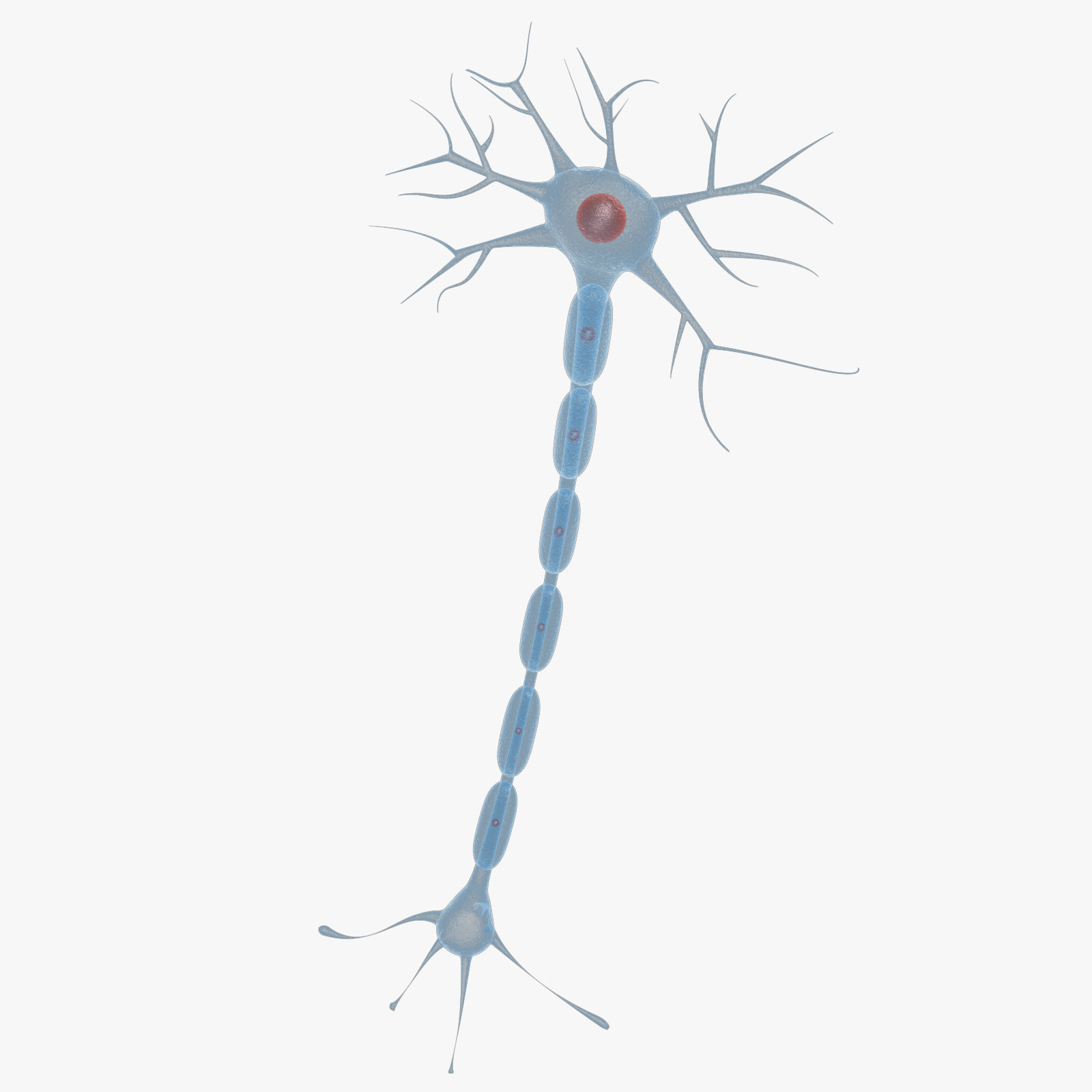 Neuron 3d Model Low-poly 3D model_10