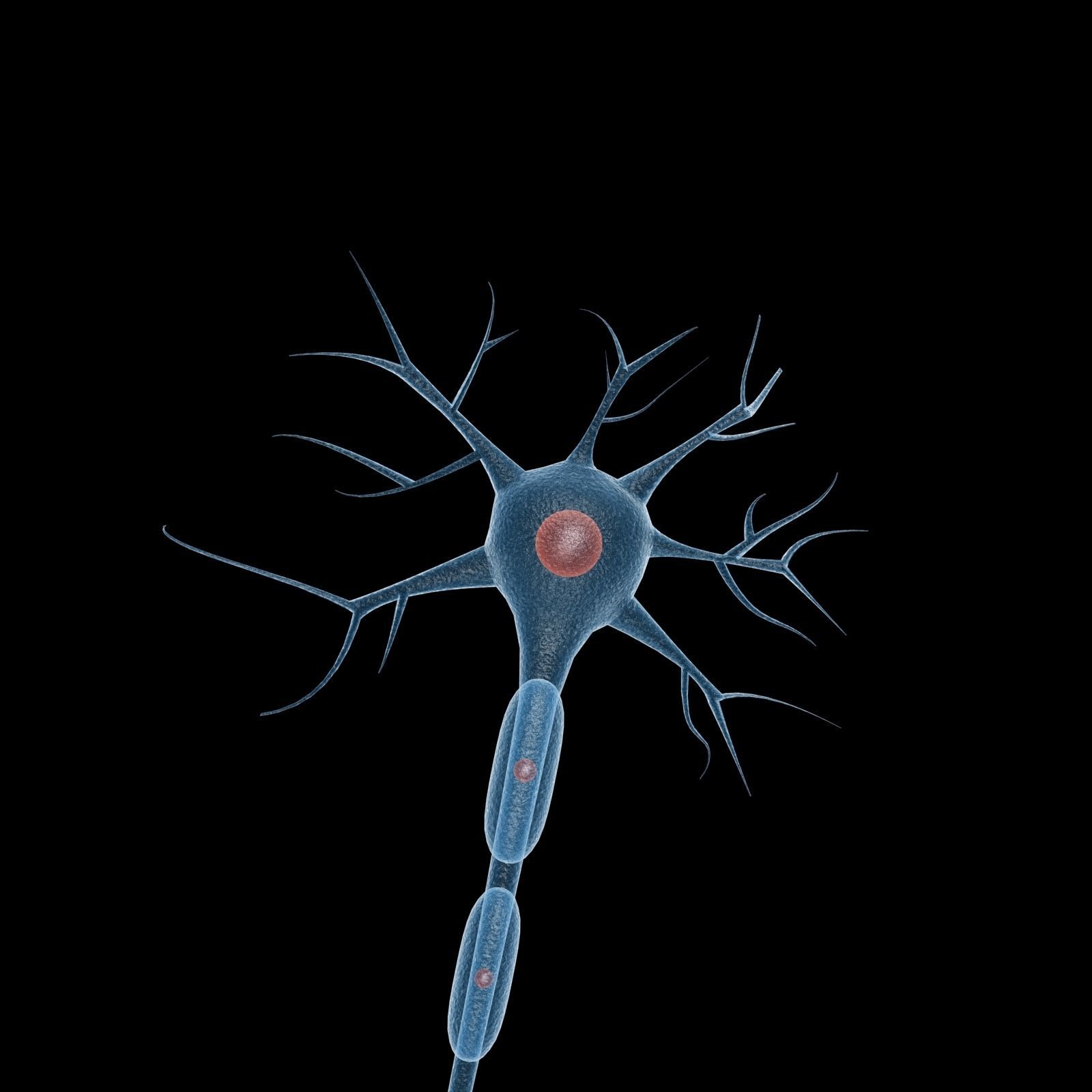 Neuron 3d Model Low-poly 3D model_1