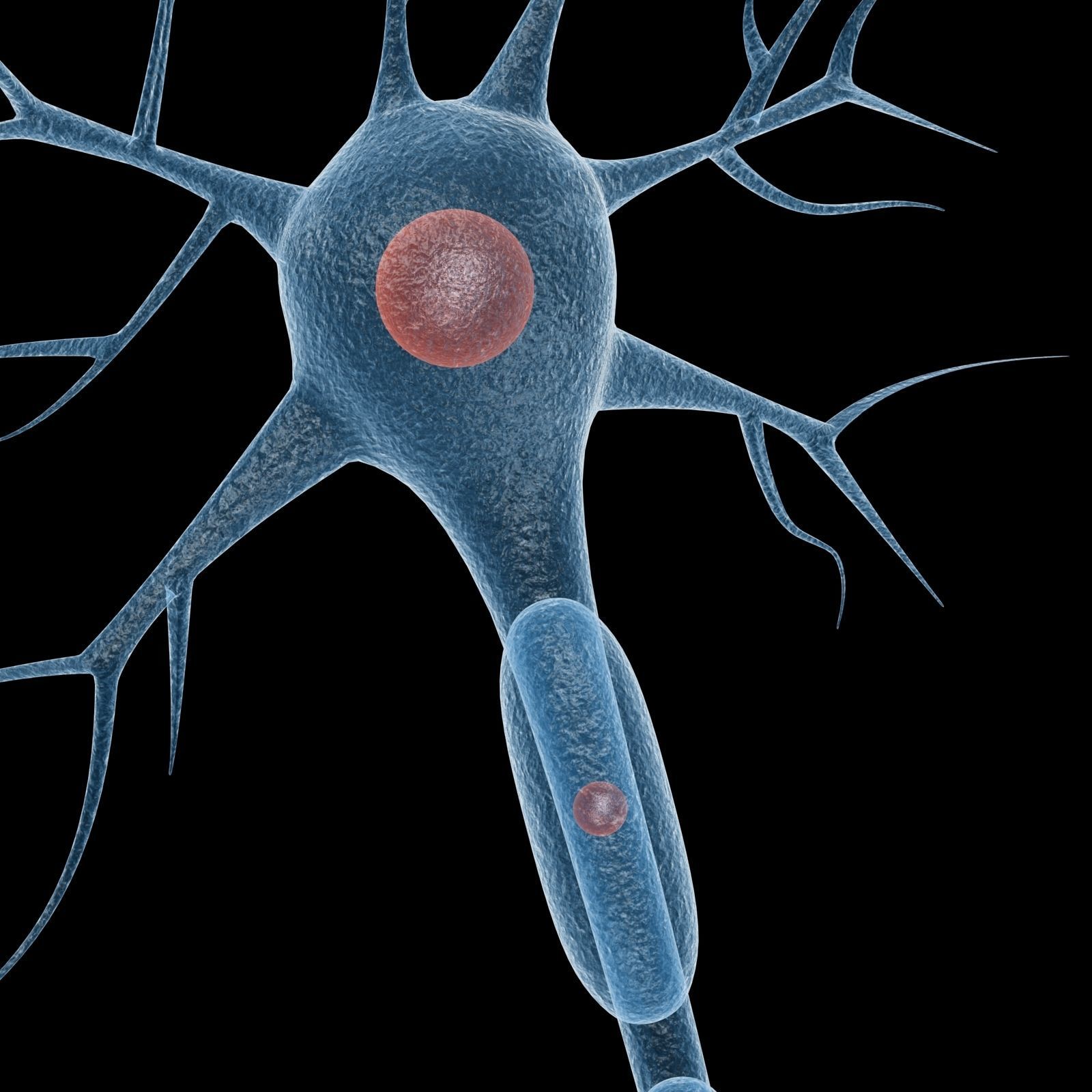 Neuron 3d Model Low-poly 3D model_8