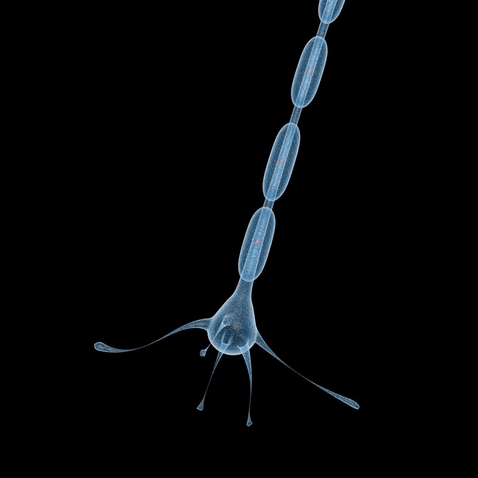 Neuron 3d model Low-poly 3D model_5