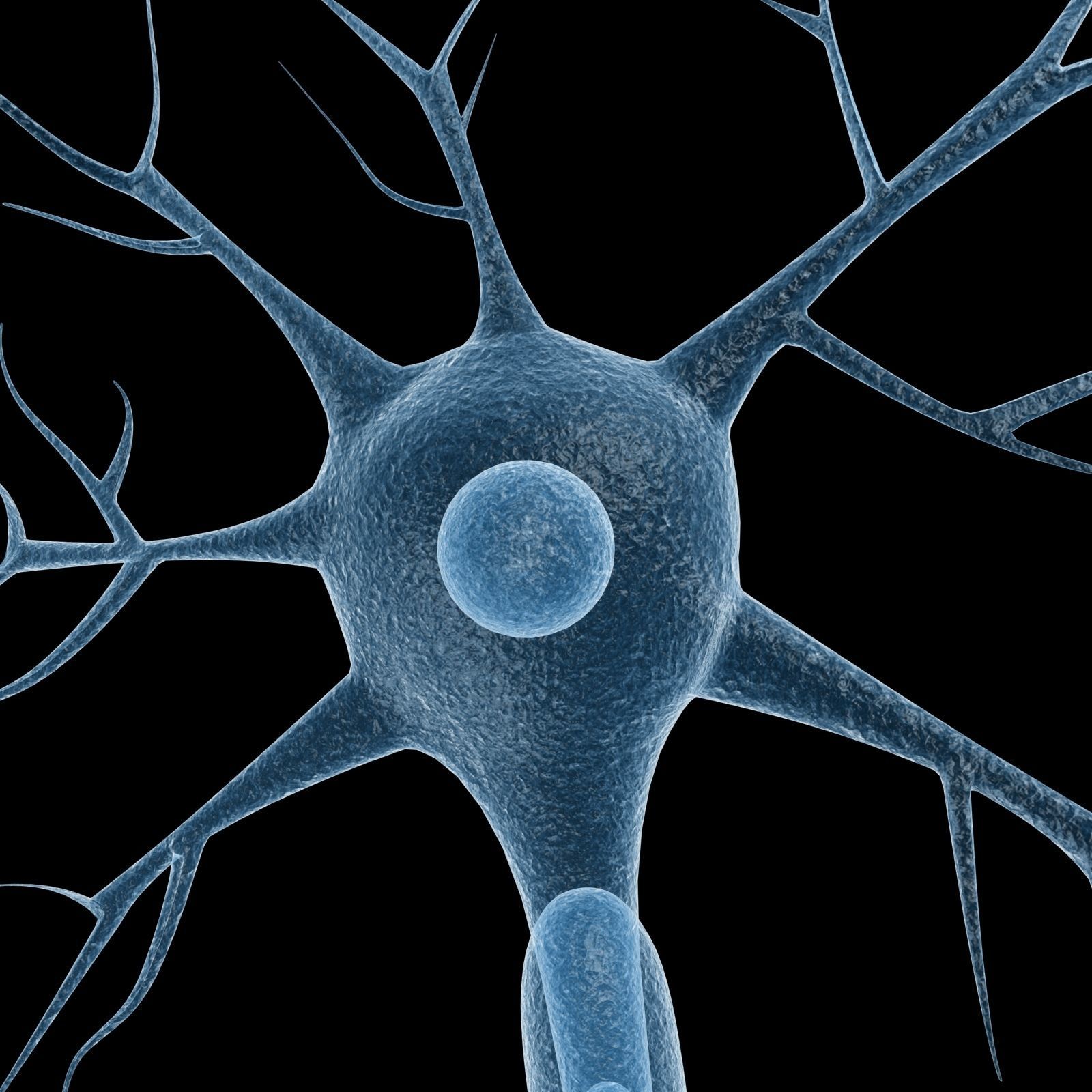 Neuron 3d model Low-poly 3D model_7