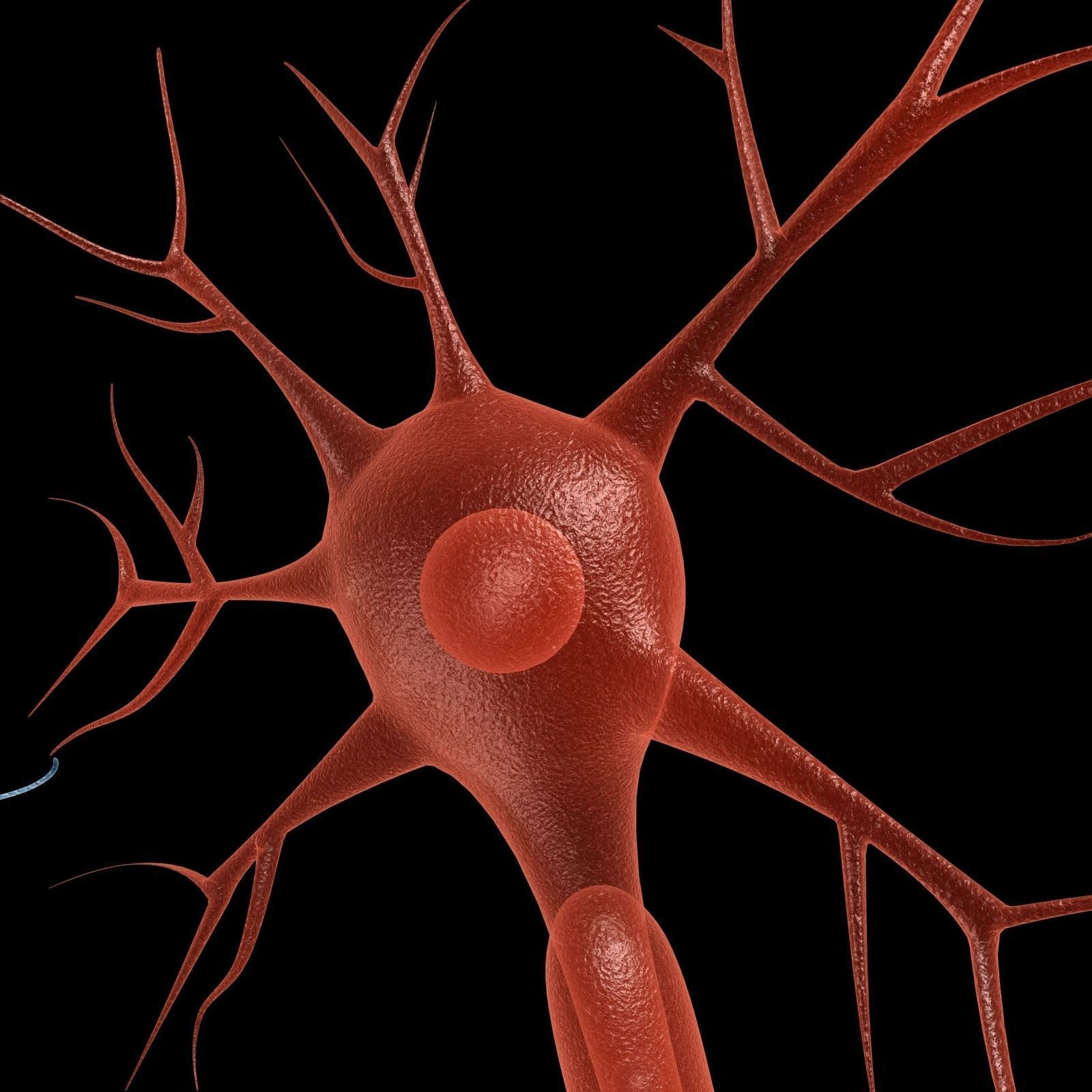 Neuron 3d model Low-poly 3D model_3