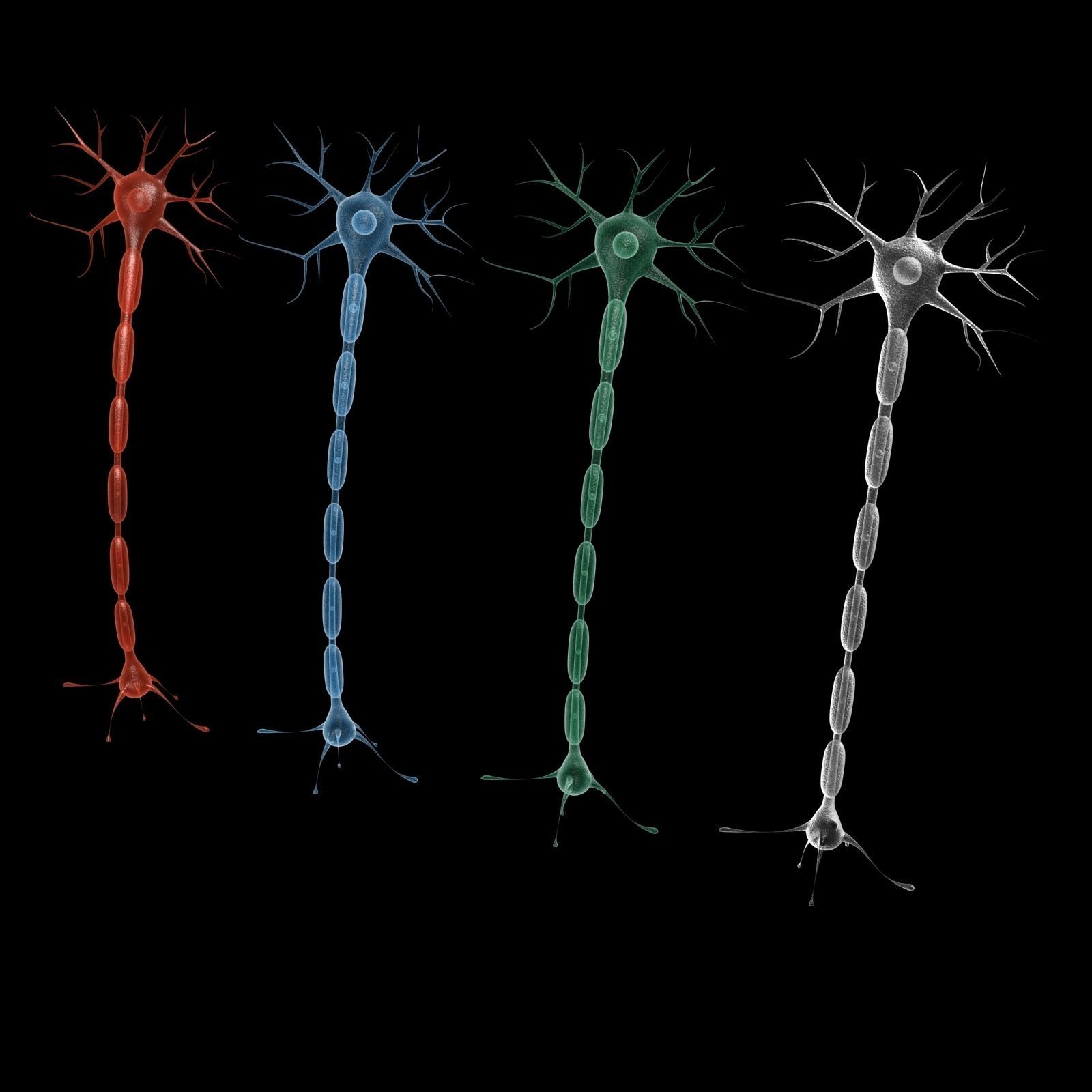 Neuron 3d model Low-poly 3D model_1