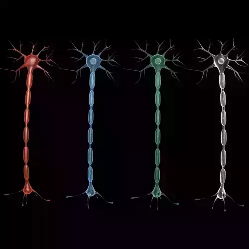 Neuron 3d model