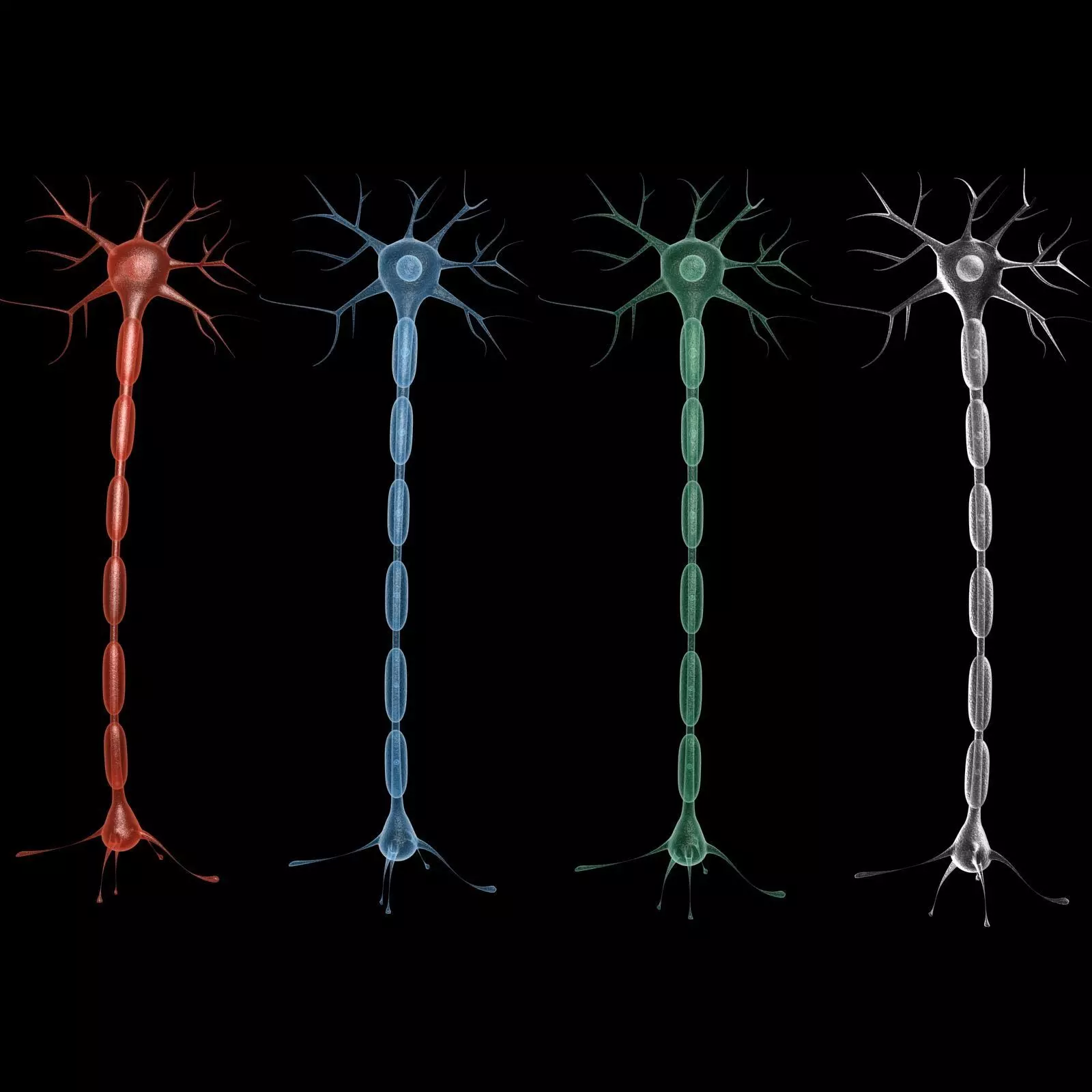 Neuron 3d model Low-poly 3D model_0
