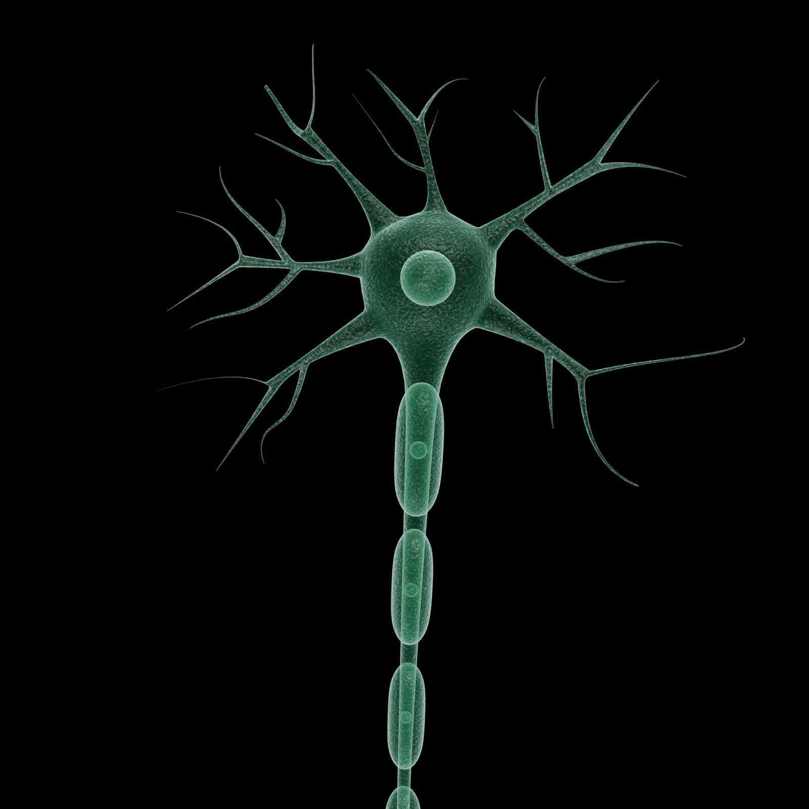 Neuron 3d model Low-poly 3D model_9
