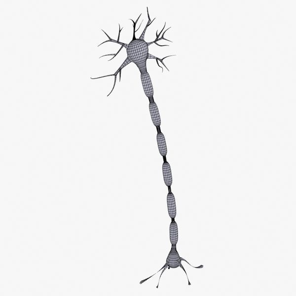 Neuron 3d model Low-poly 3D model_11