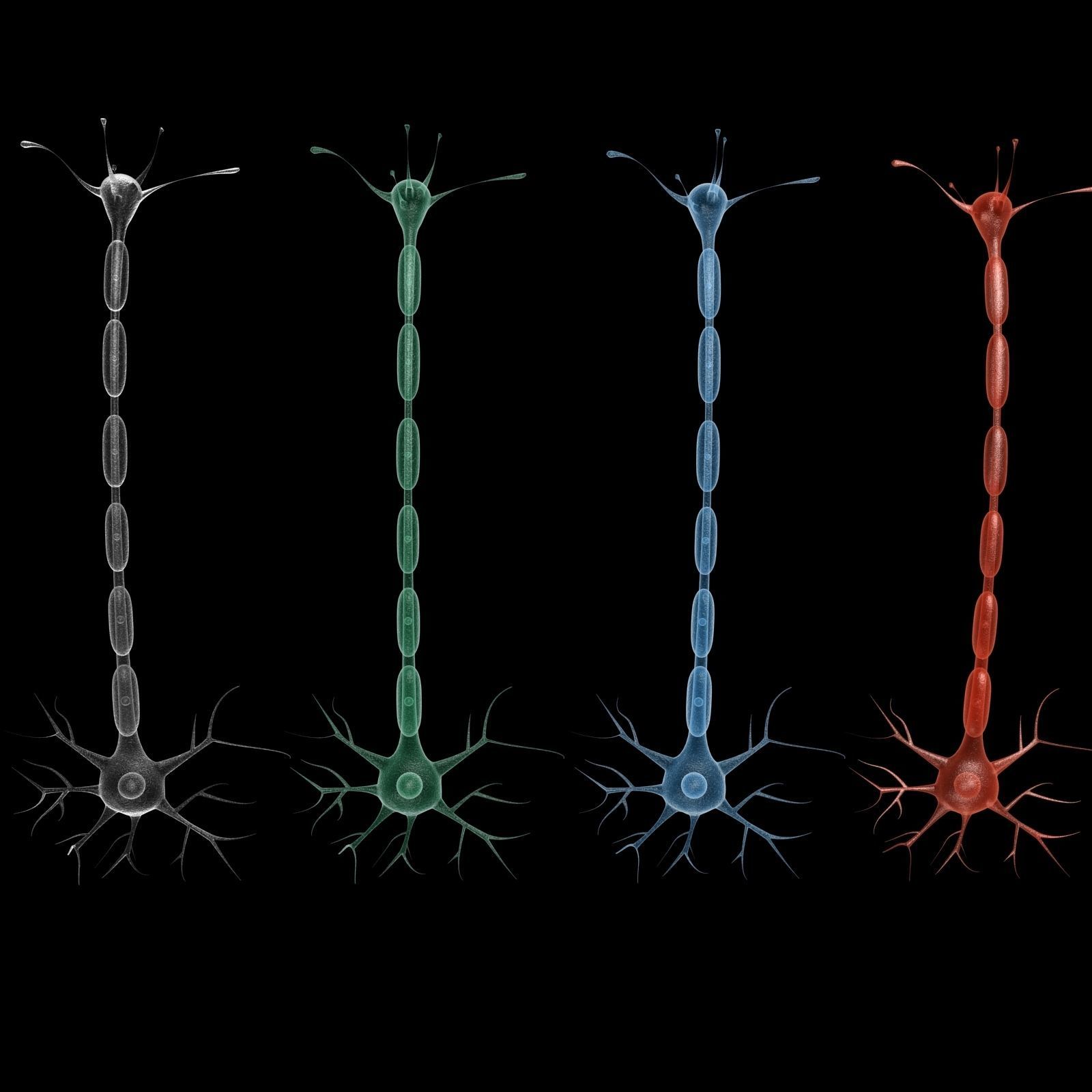 Neuron 3d model Low-poly 3D model_6