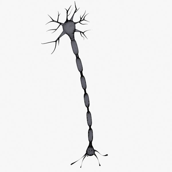 Neuron 3d model Low-poly 3D model_15