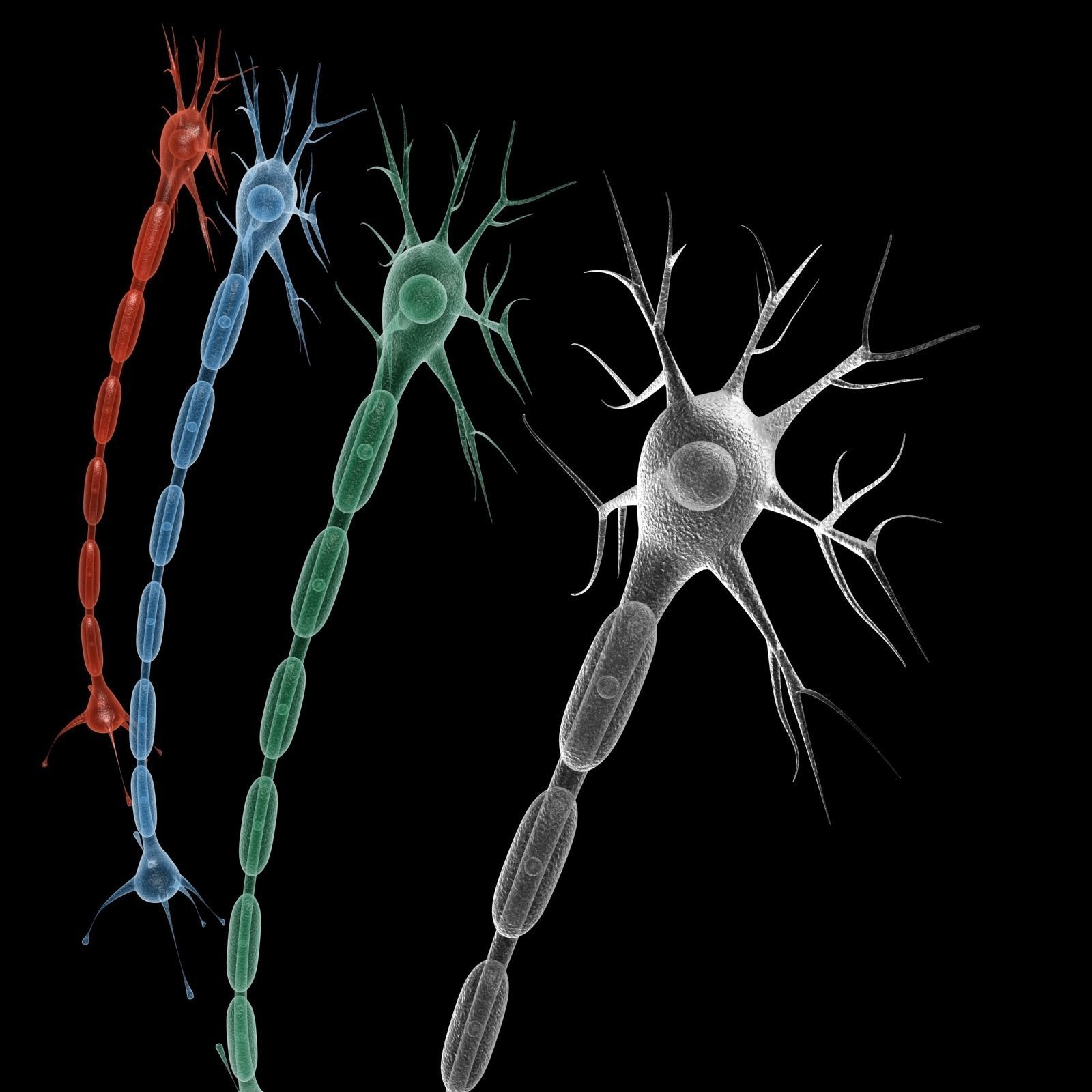 Neuron 3d model Low-poly 3D model_8