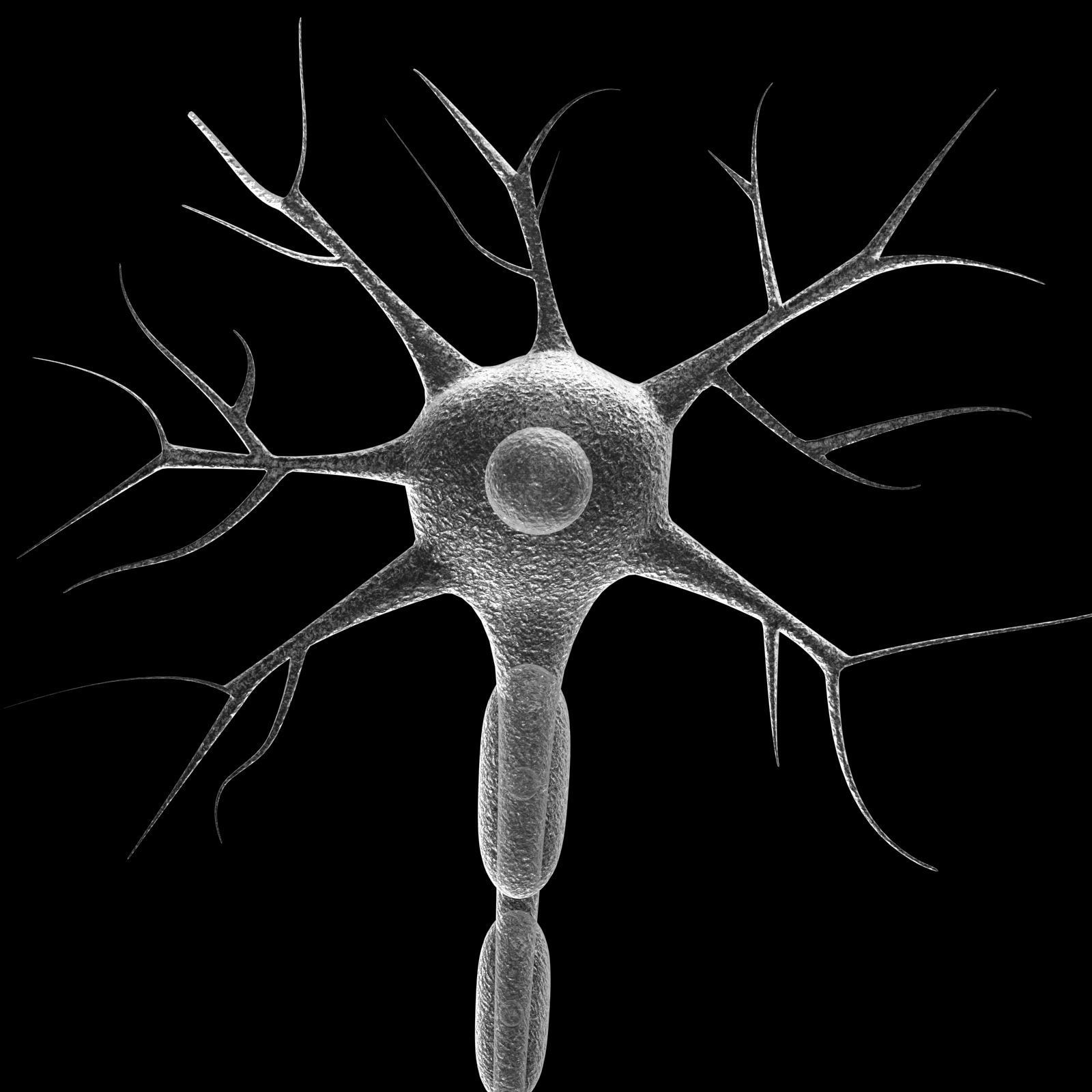 Neuron 3d model Low-poly 3D model_2