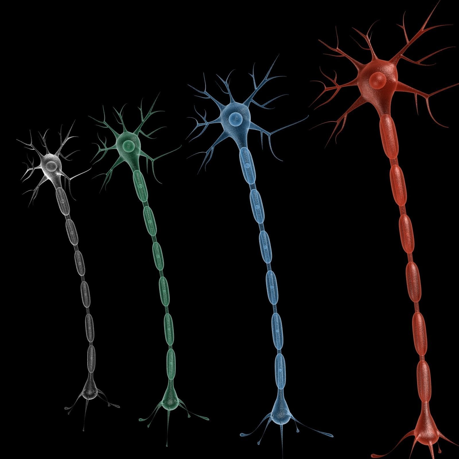 Neuron 3d model Low-poly 3D model_4