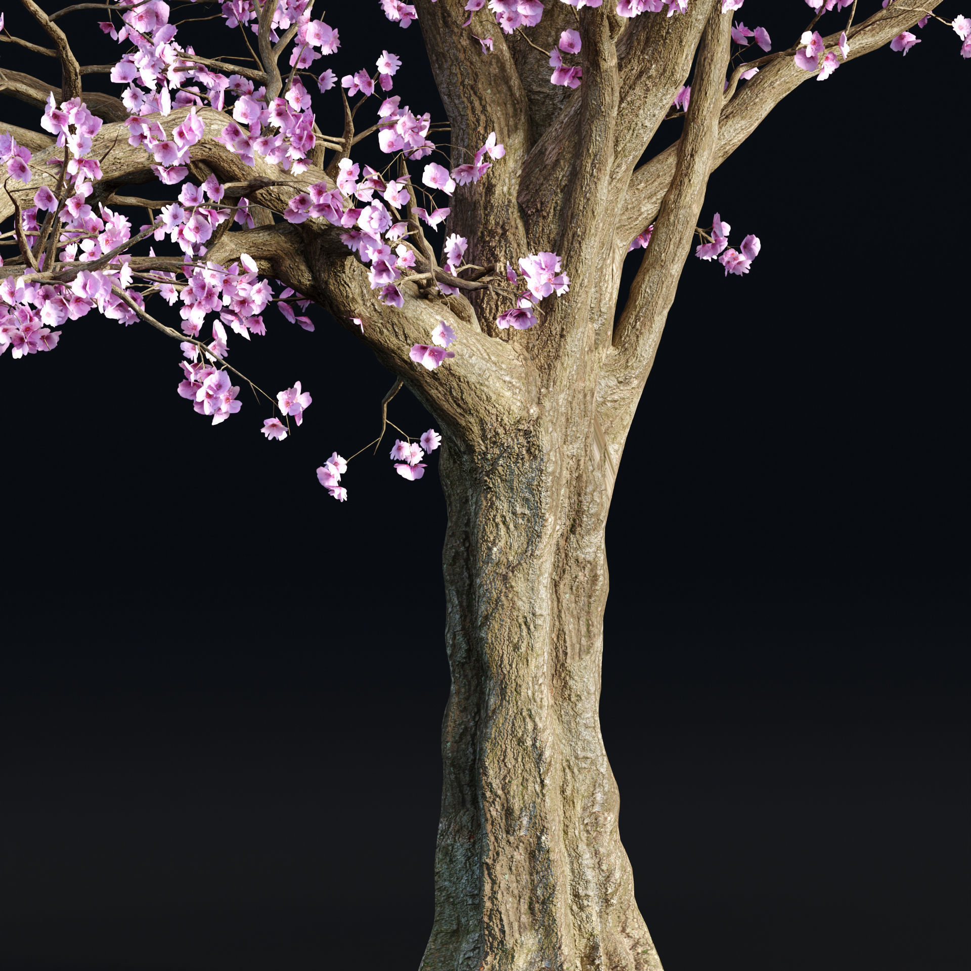 East Asian Cherry vol 239 3D model_2