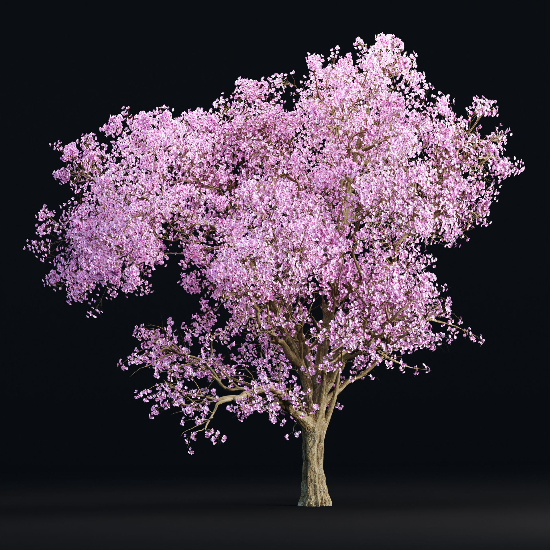 East Asian Cherry vol 239 3D model_4