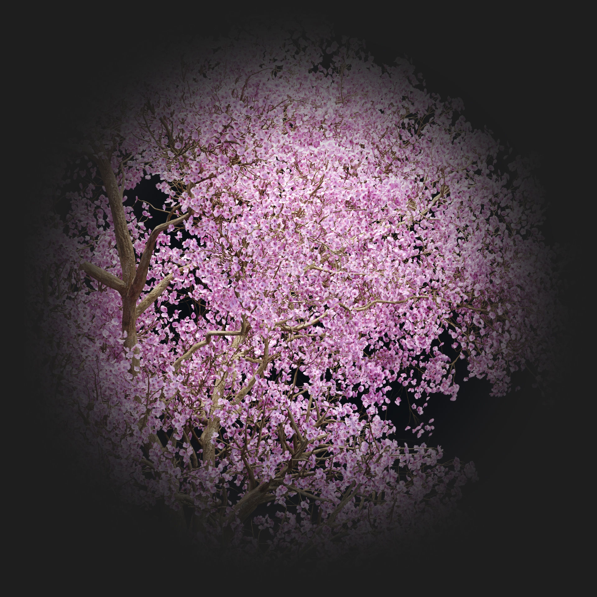 East Asian Cherry vol 239 3D model_1