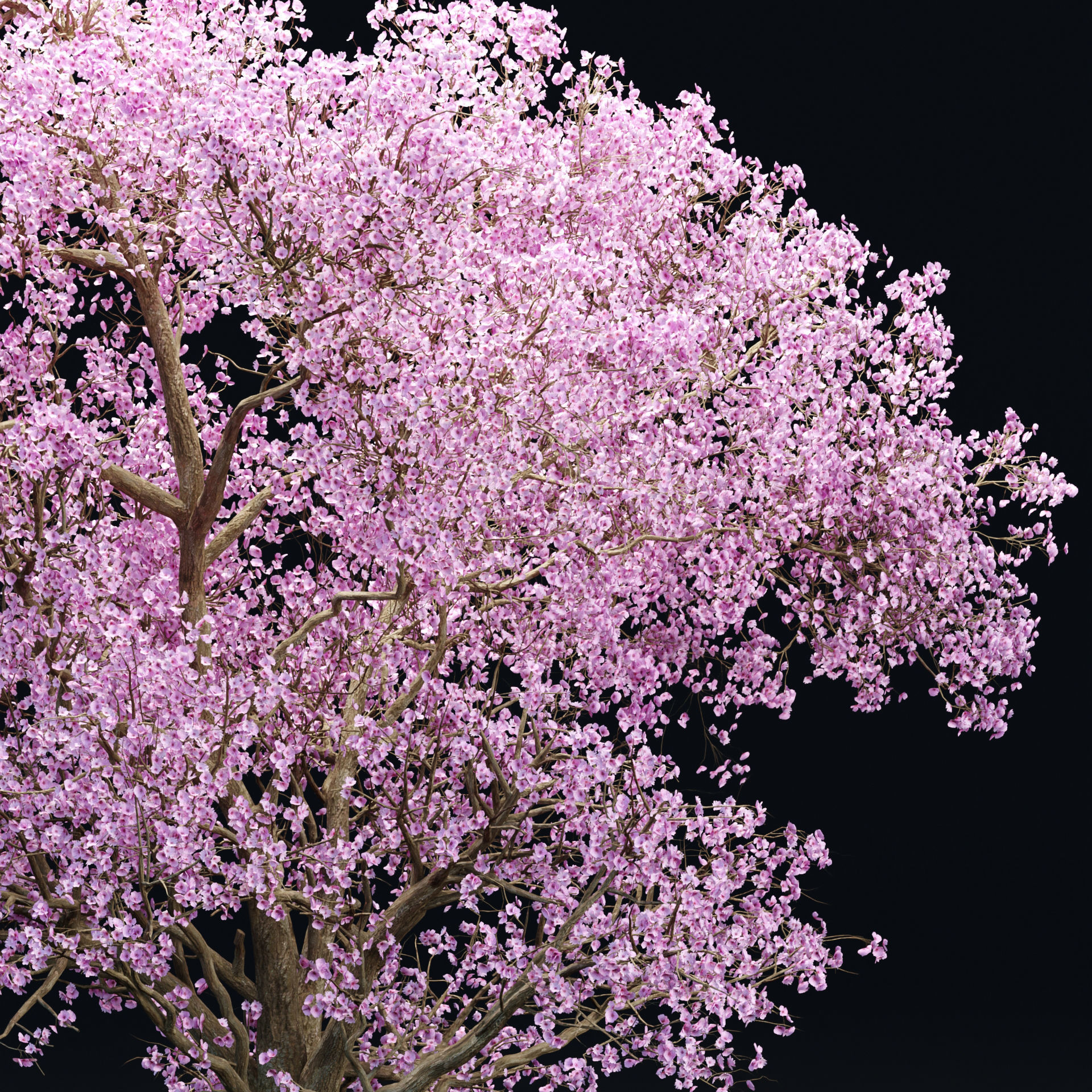 East Asian Cherry vol 239 3D model_3