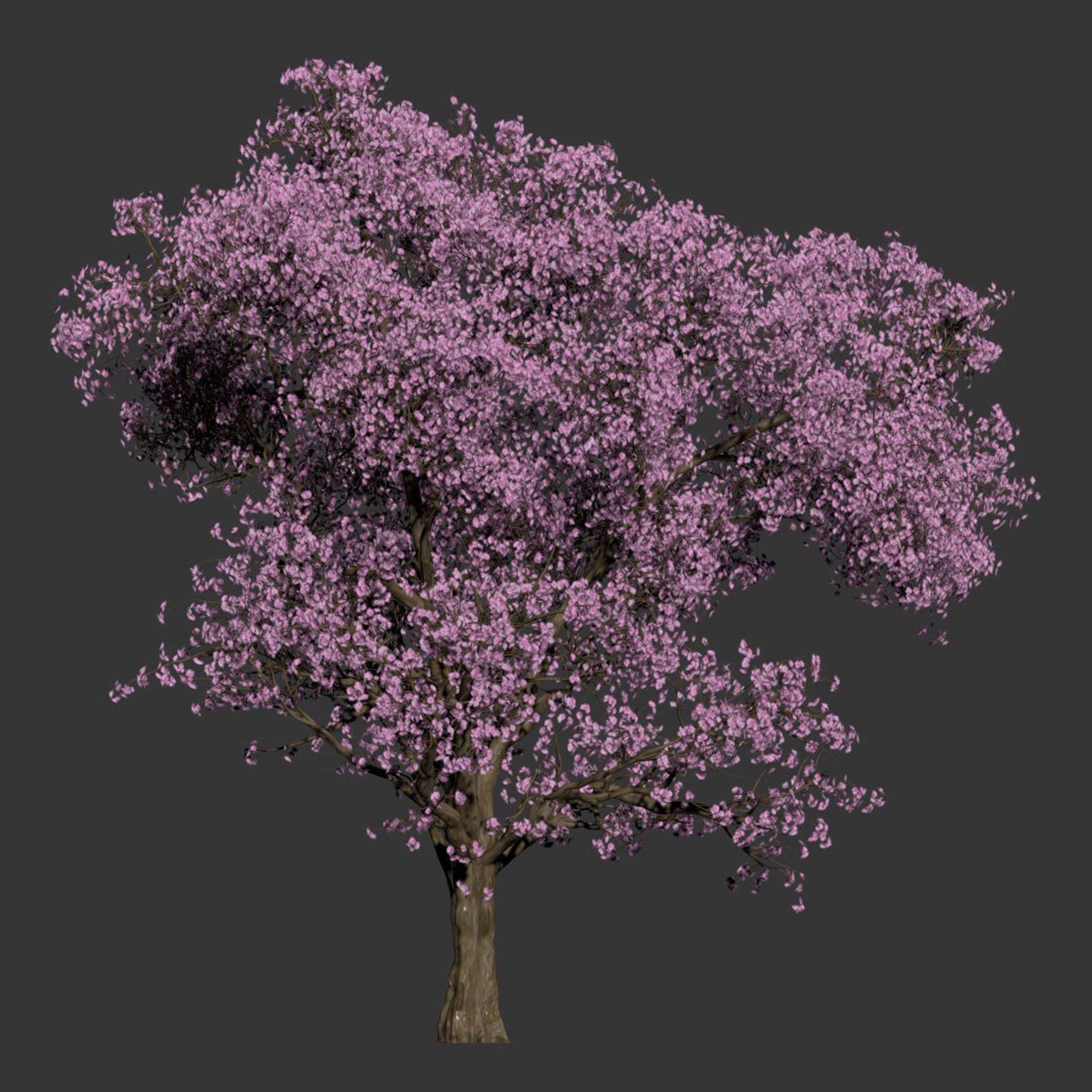 East Asian Cherry vol 239 3D model_6