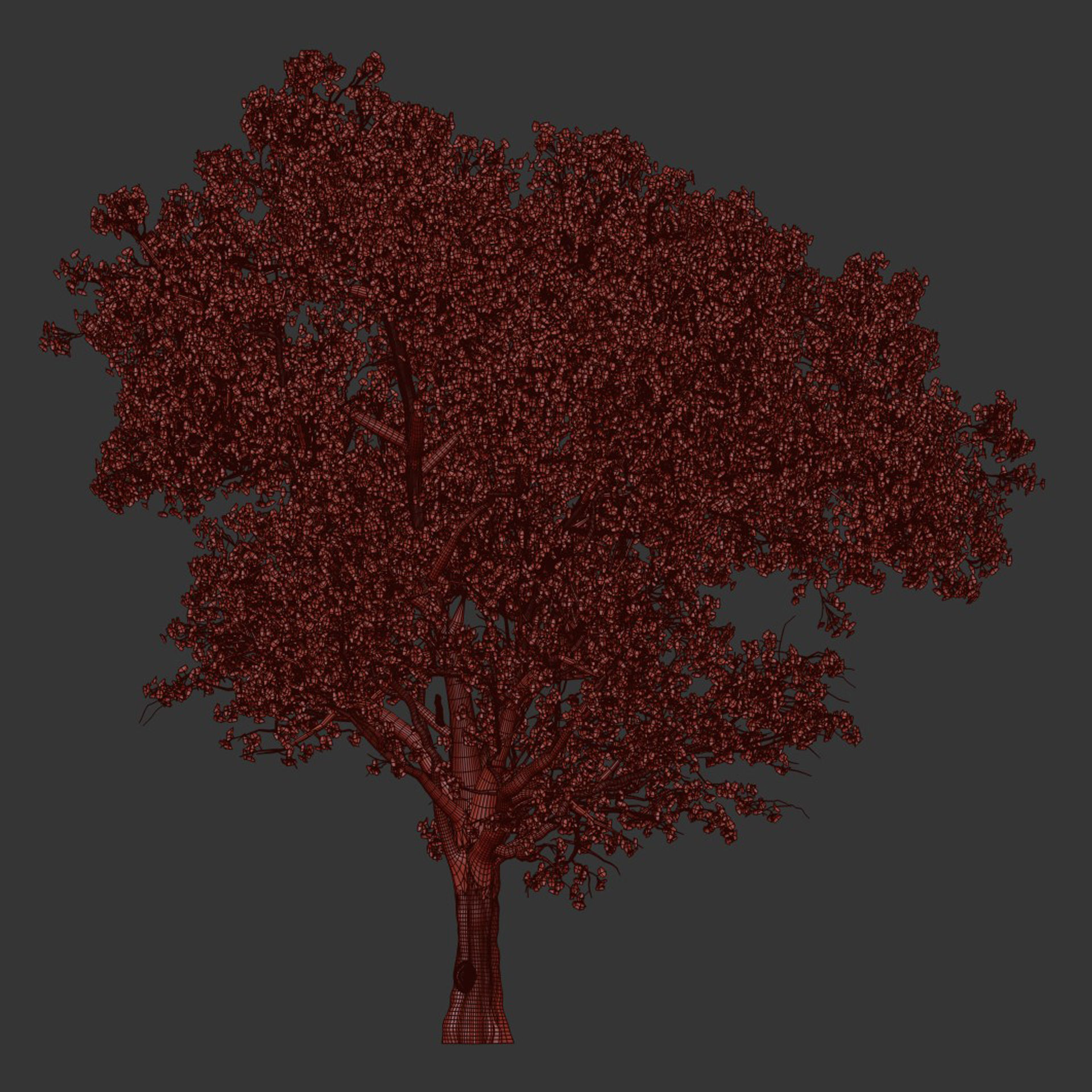 East Asian Cherry vol 239 3D model_5