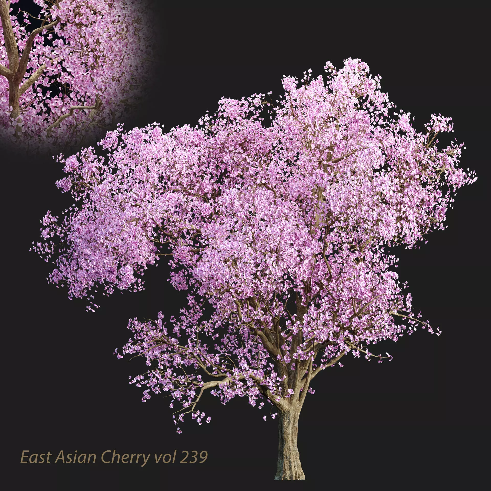 East Asian Cherry vol 239 3D model_0